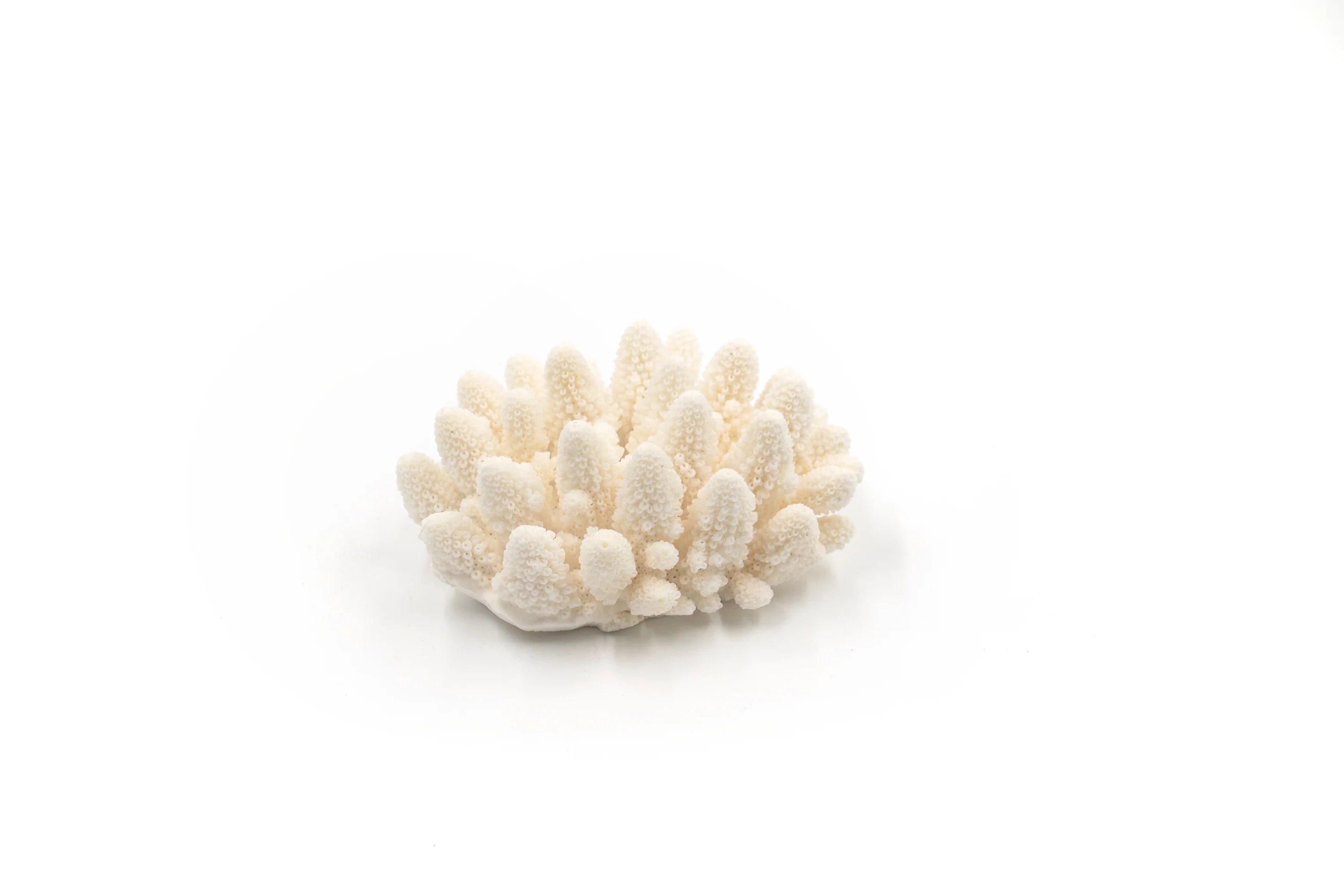 Premium Decor Finger Coral - Acropora Finger - Image 5