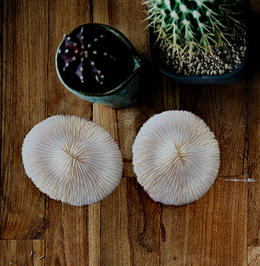 Premium Decor Mushroom Coral - Fungia - Image 15