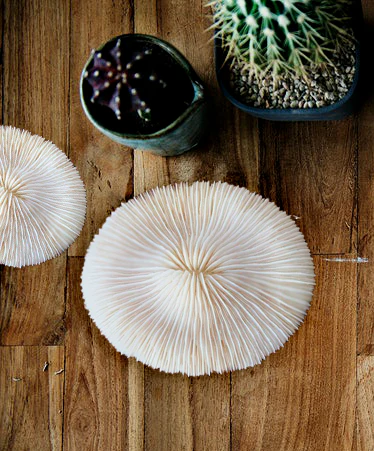 Premium Decor Mushroom Coral - Fungia - Image 16