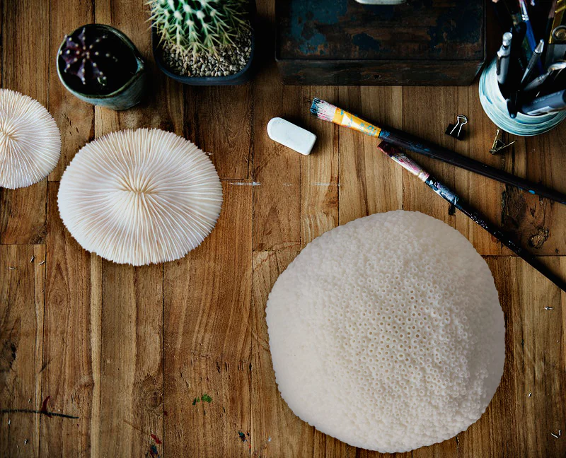 Premium Decor Mushroom Coral - Fungia - Image 17