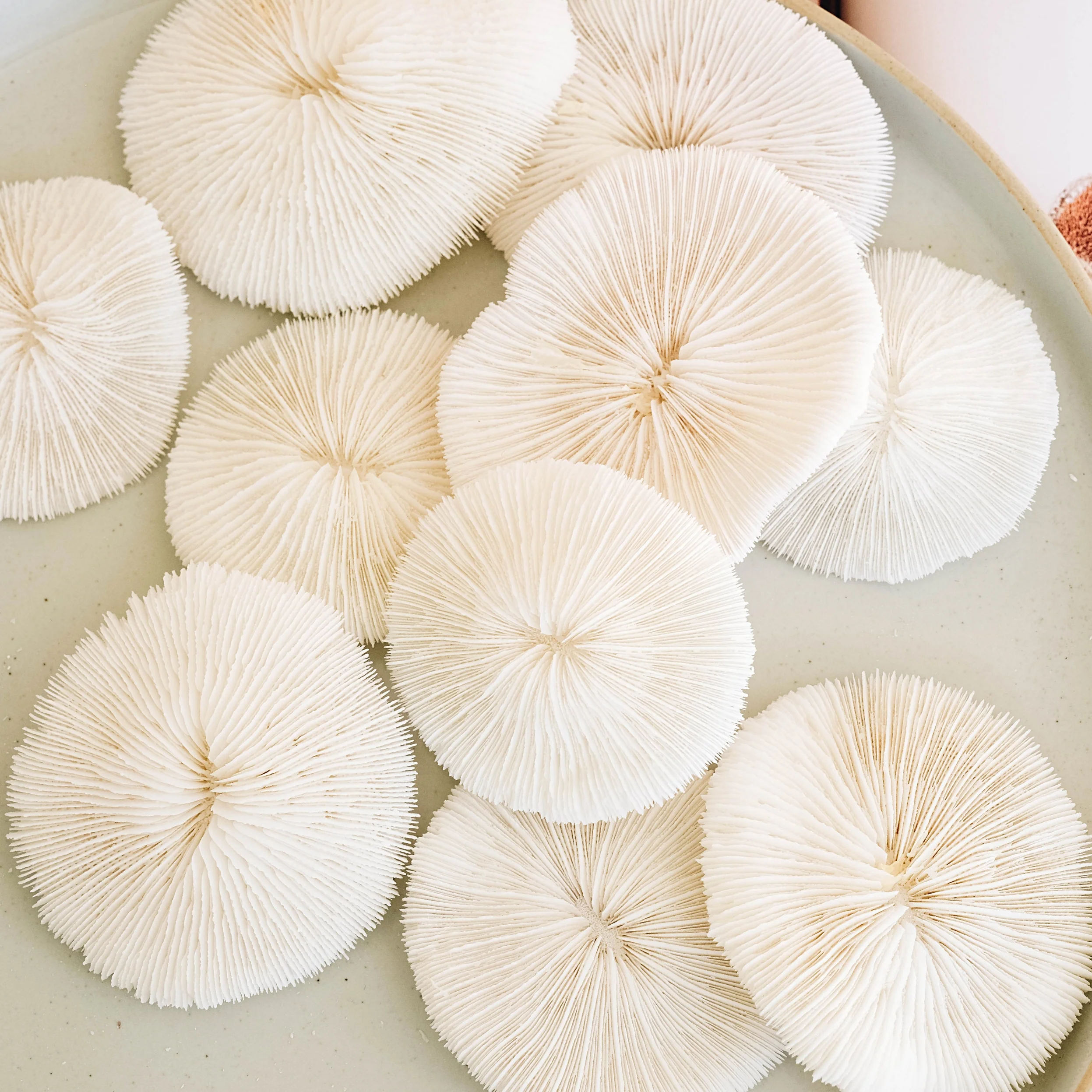 Premium Decor Mushroom Coral - Fungia - Image 18