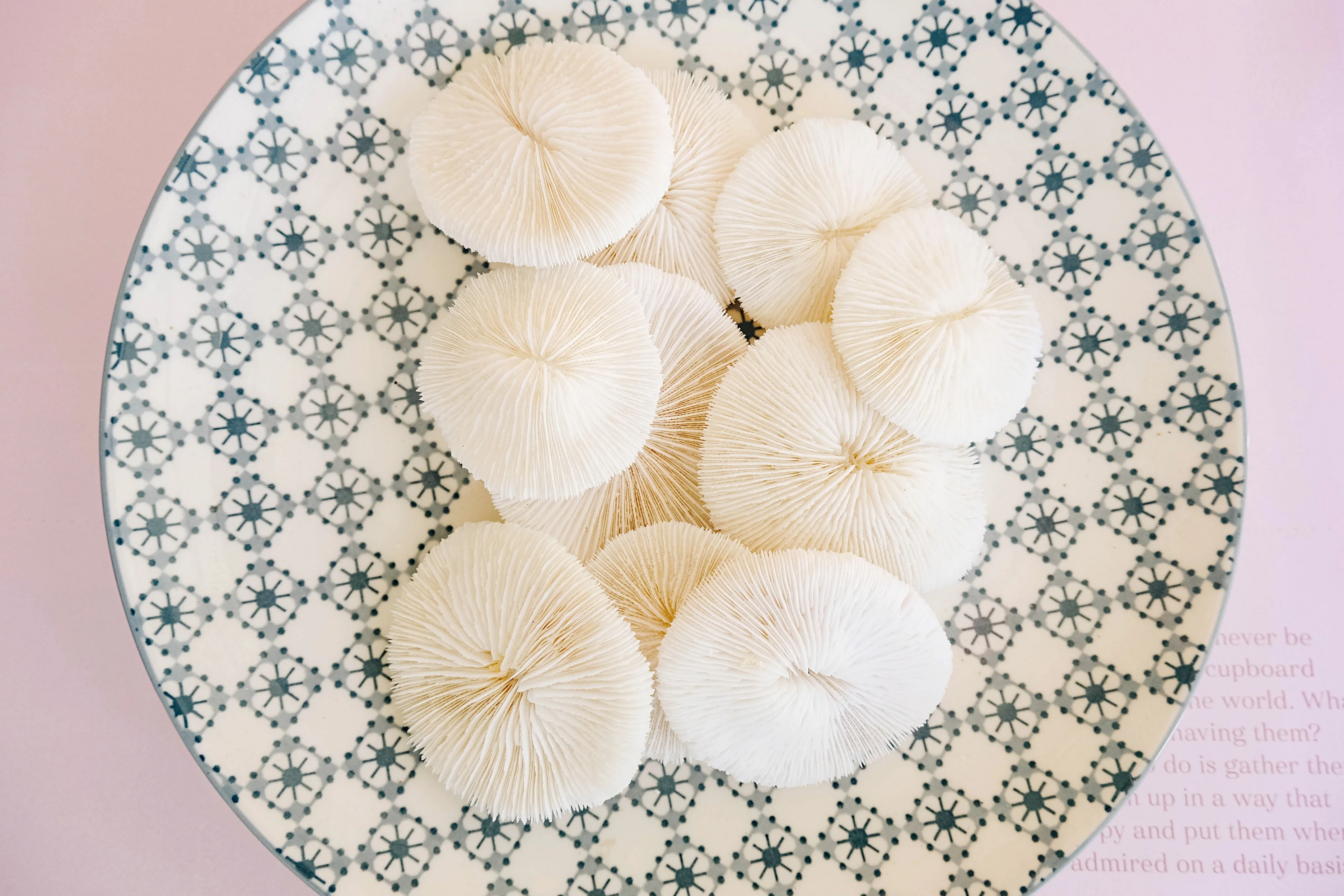 Premium Decor Mushroom Coral - Fungia - Image 5