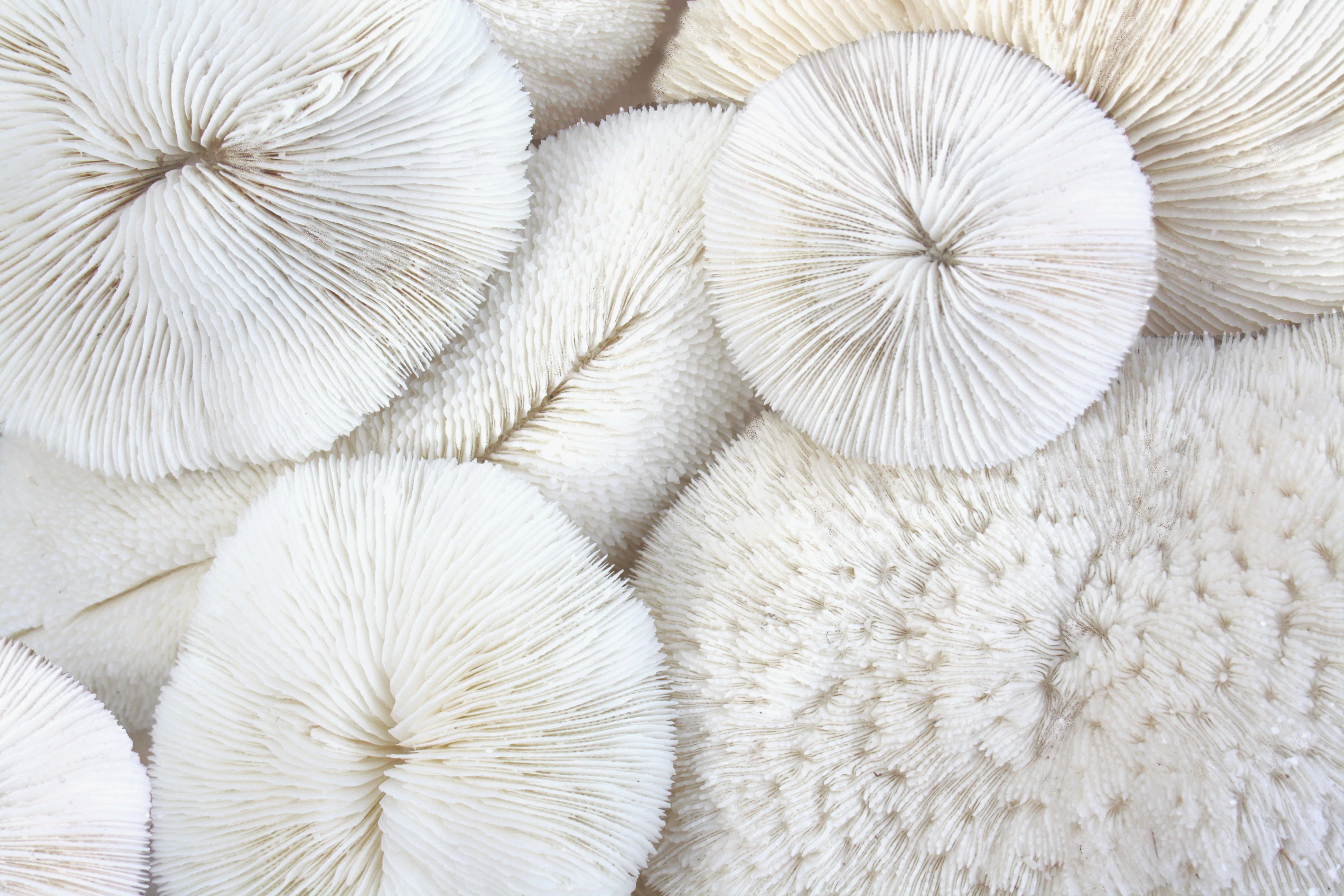 Premium Decor Mushroom Coral - Fungia - Image 6