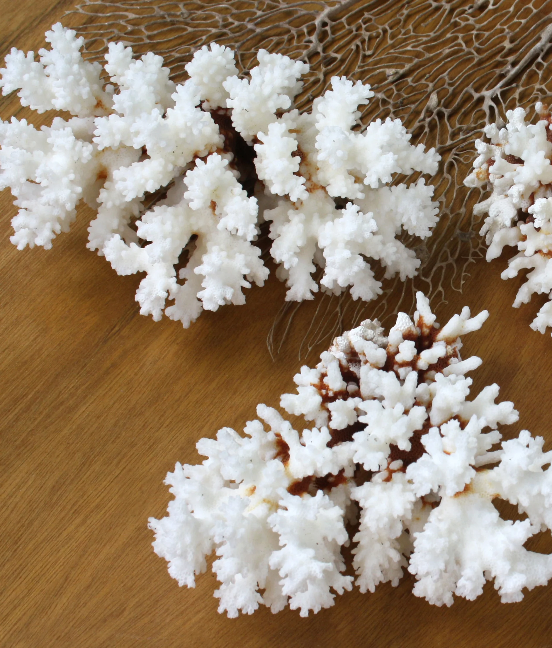 Premium Decor Brown Stem Coral - Pocillopora damicornis - Image 3