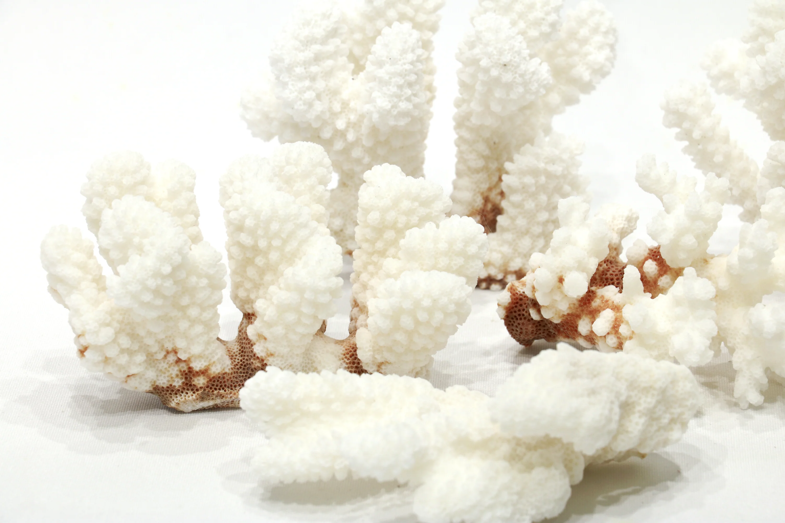 Premium Decor Brown Stem Coral - Pocillopora damicornis - Image 5