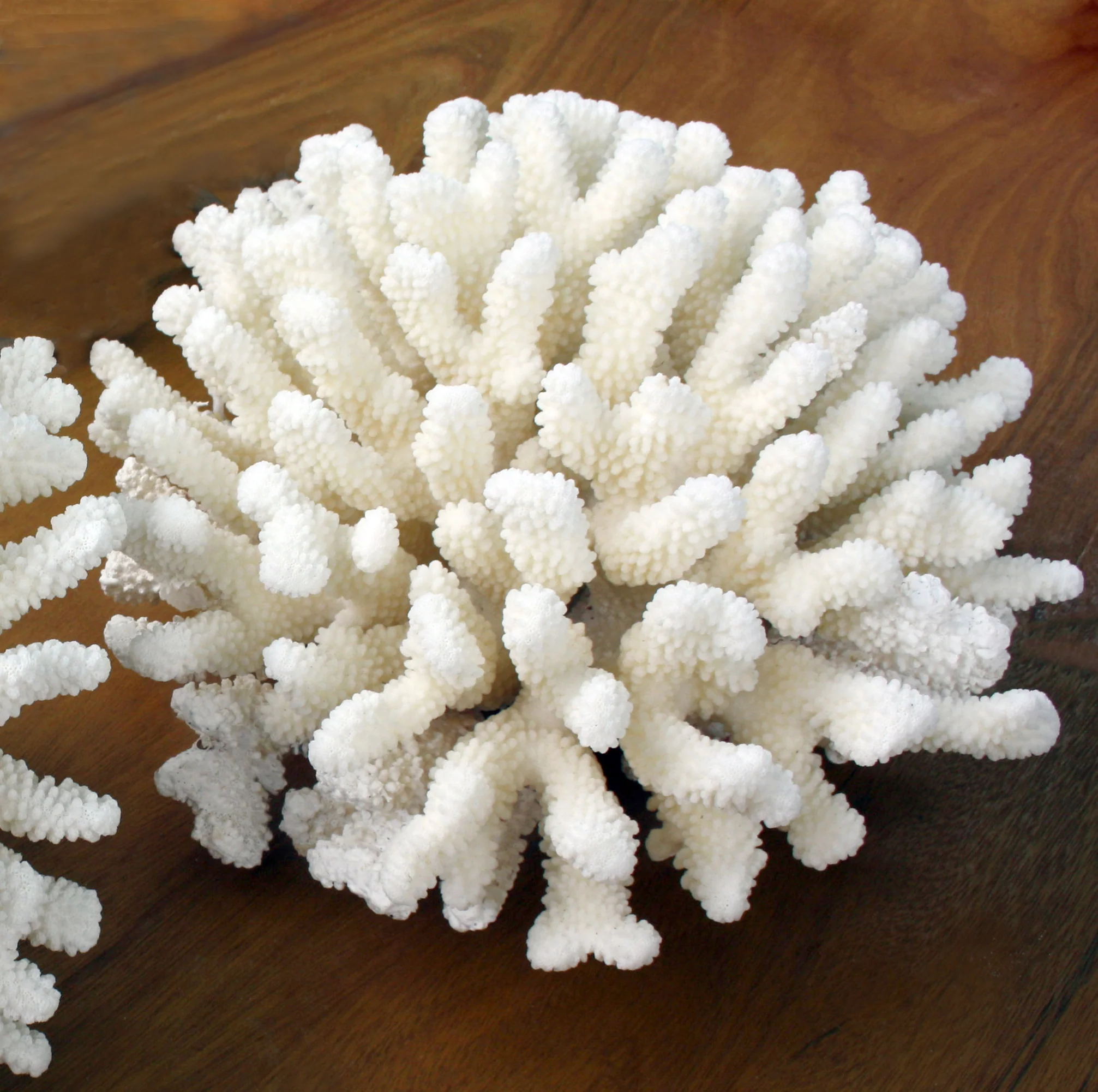 Premium Decor Cauliflower Coral - Pocillopora eydouxi - Image 9