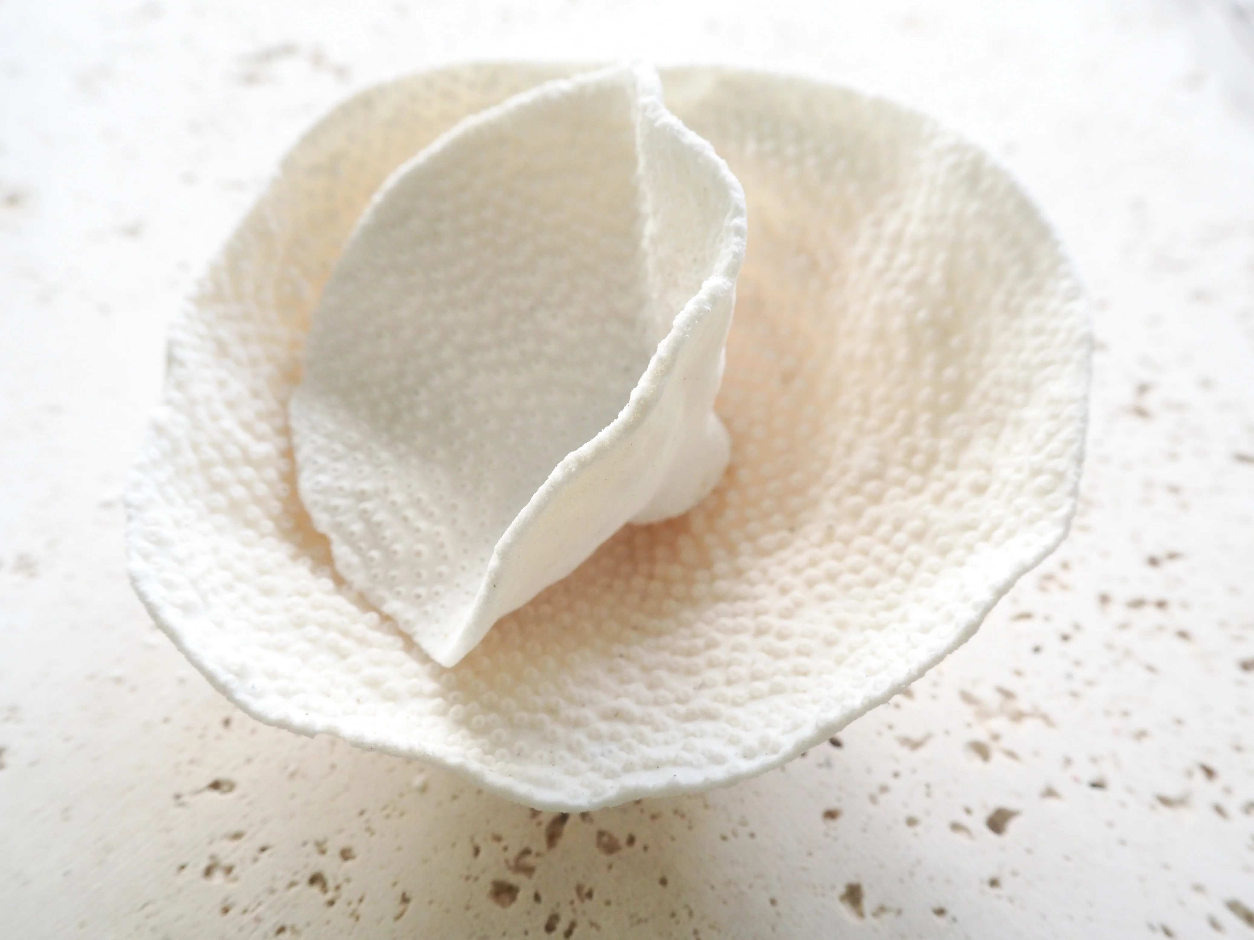 Premium Decor Dish Coral - Turbinaria - Image 4
