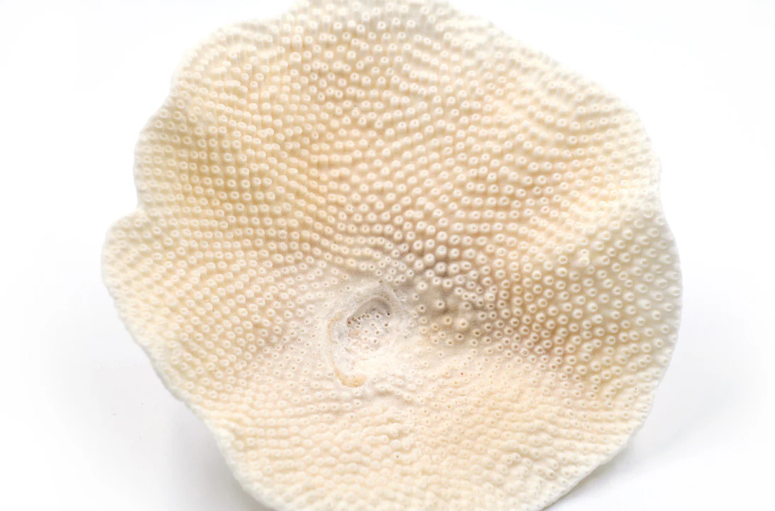 Premium Decor Dish Coral - Turbinaria - Image 6