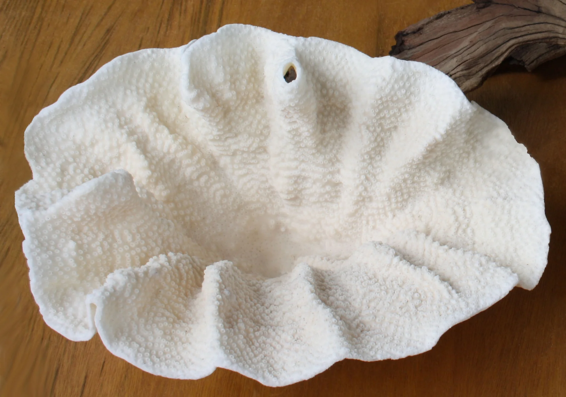Premium Decor Dish Coral - Turbinaria - Image 7