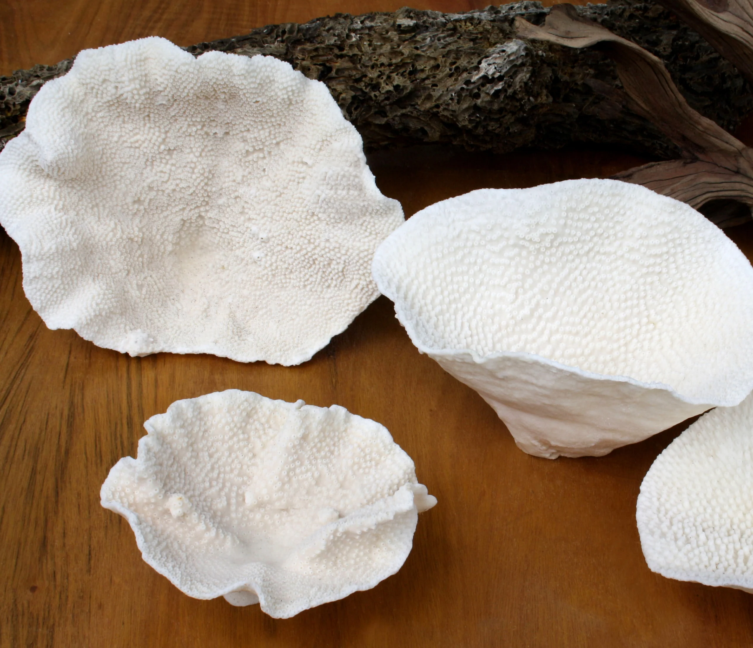Premium Decor Dish Coral - Turbinaria - Image 8