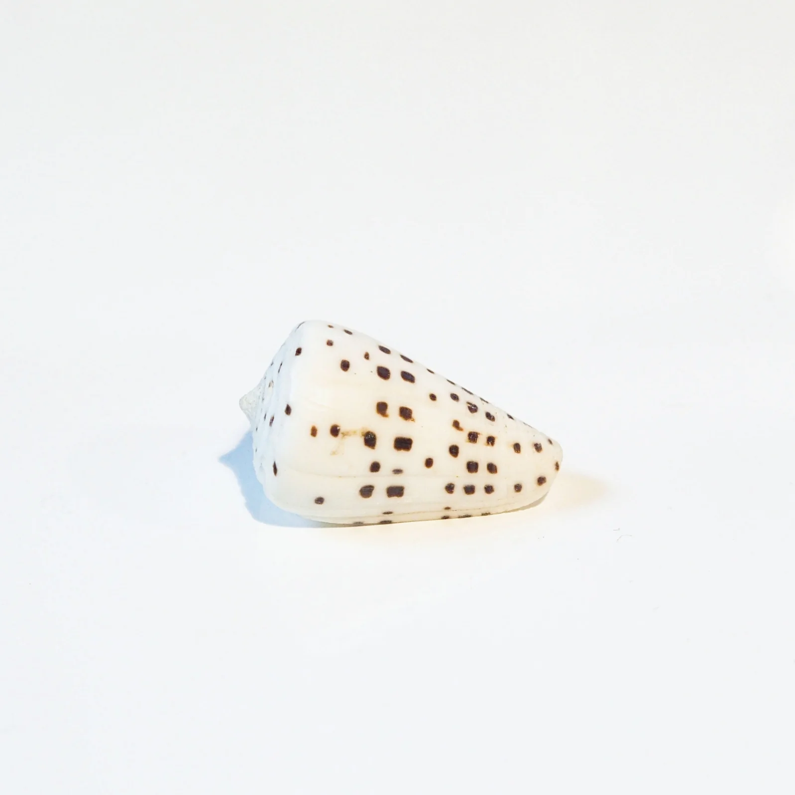 White and Tan Speckled Cones Shells - Image 2