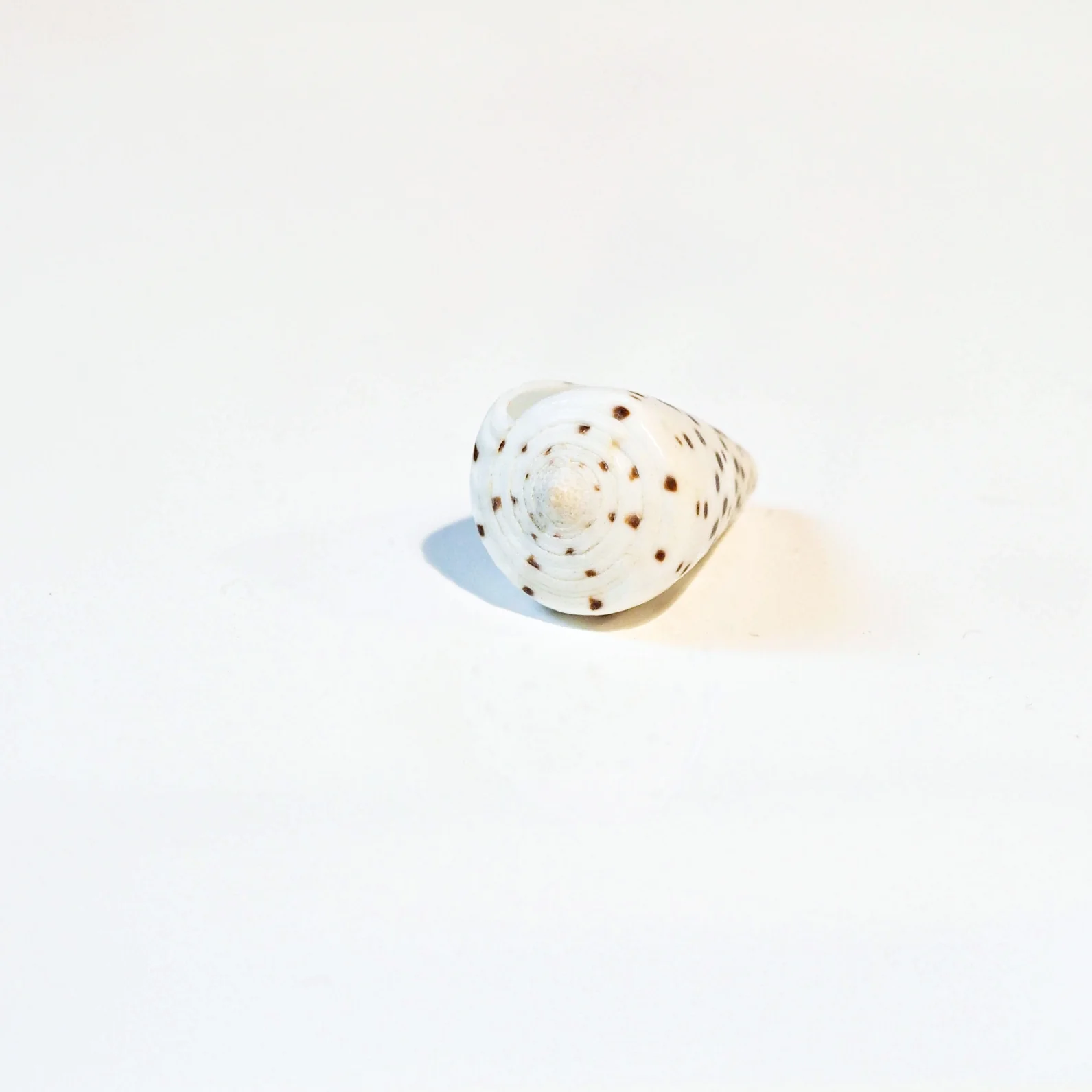 White and Tan Speckled Cones Shells - Image 3