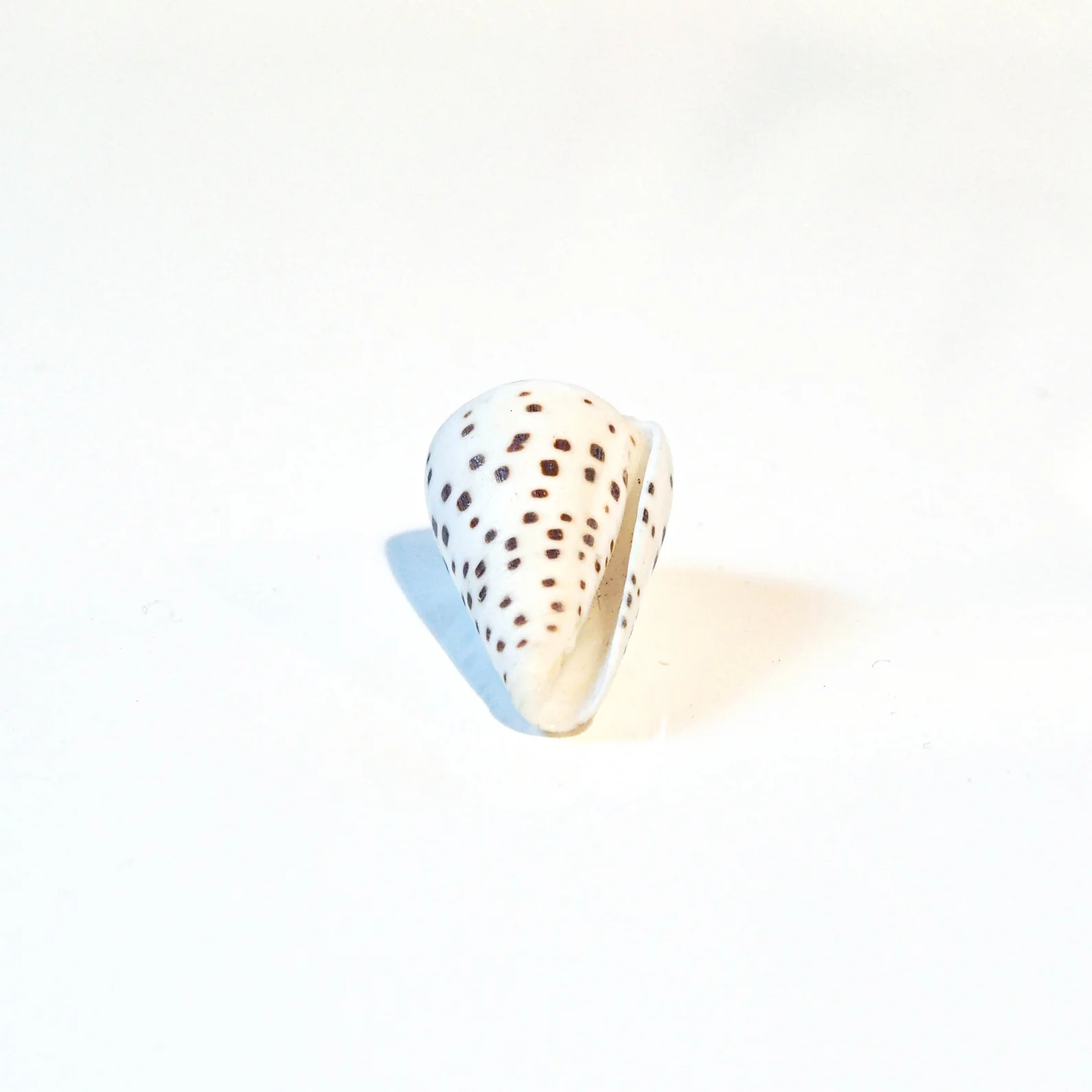 White and Tan Speckled Cones Shells - Image 4