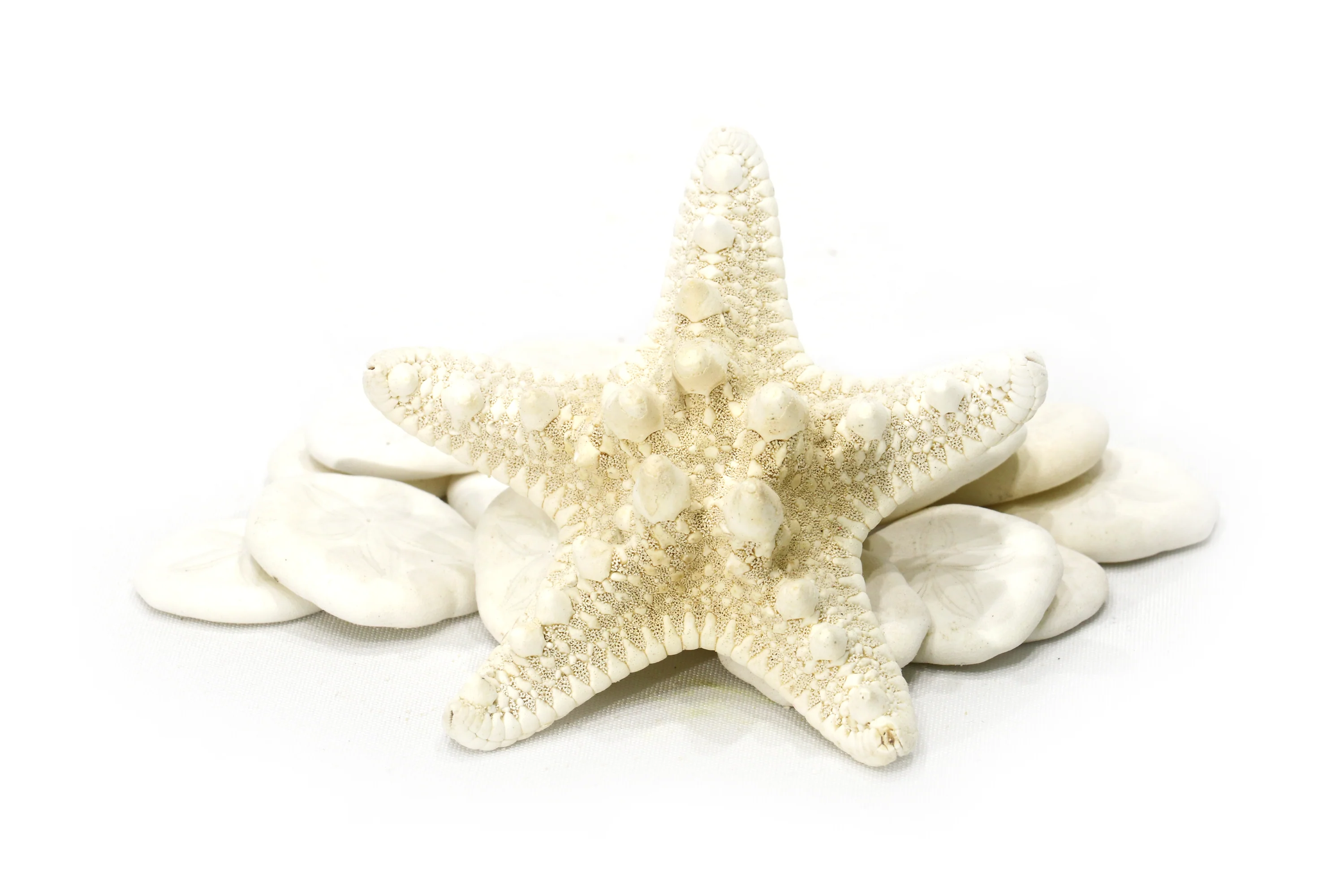 Thorny Starfish - Creamy White - Image 4