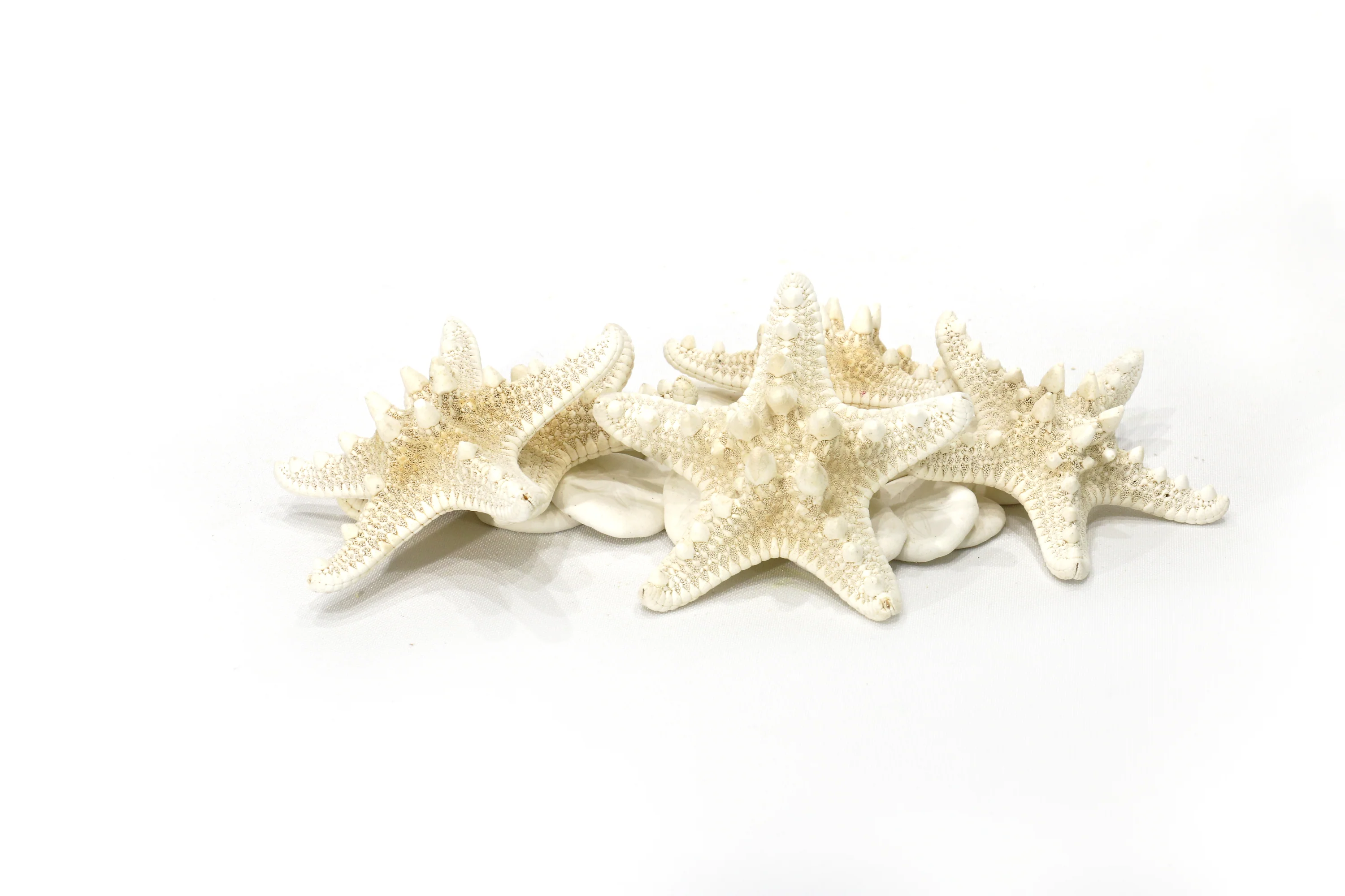Thorny Starfish - Creamy White - Image 5