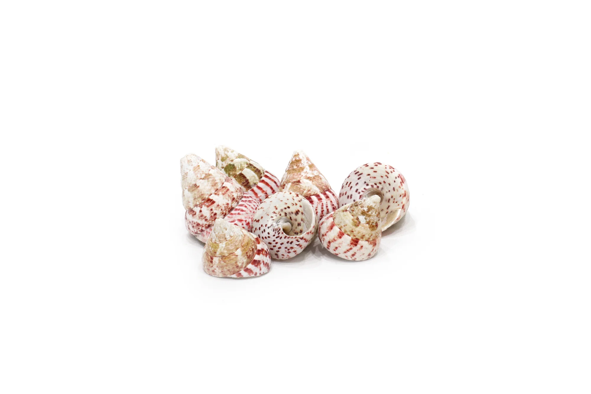 Strawberry Trochus Cone Shells - 1 Kg - Image 3