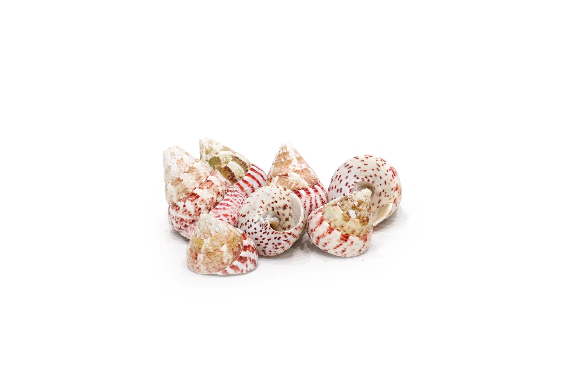 Strawberry Trochus Cone Shells - 1 Kg - Image 4