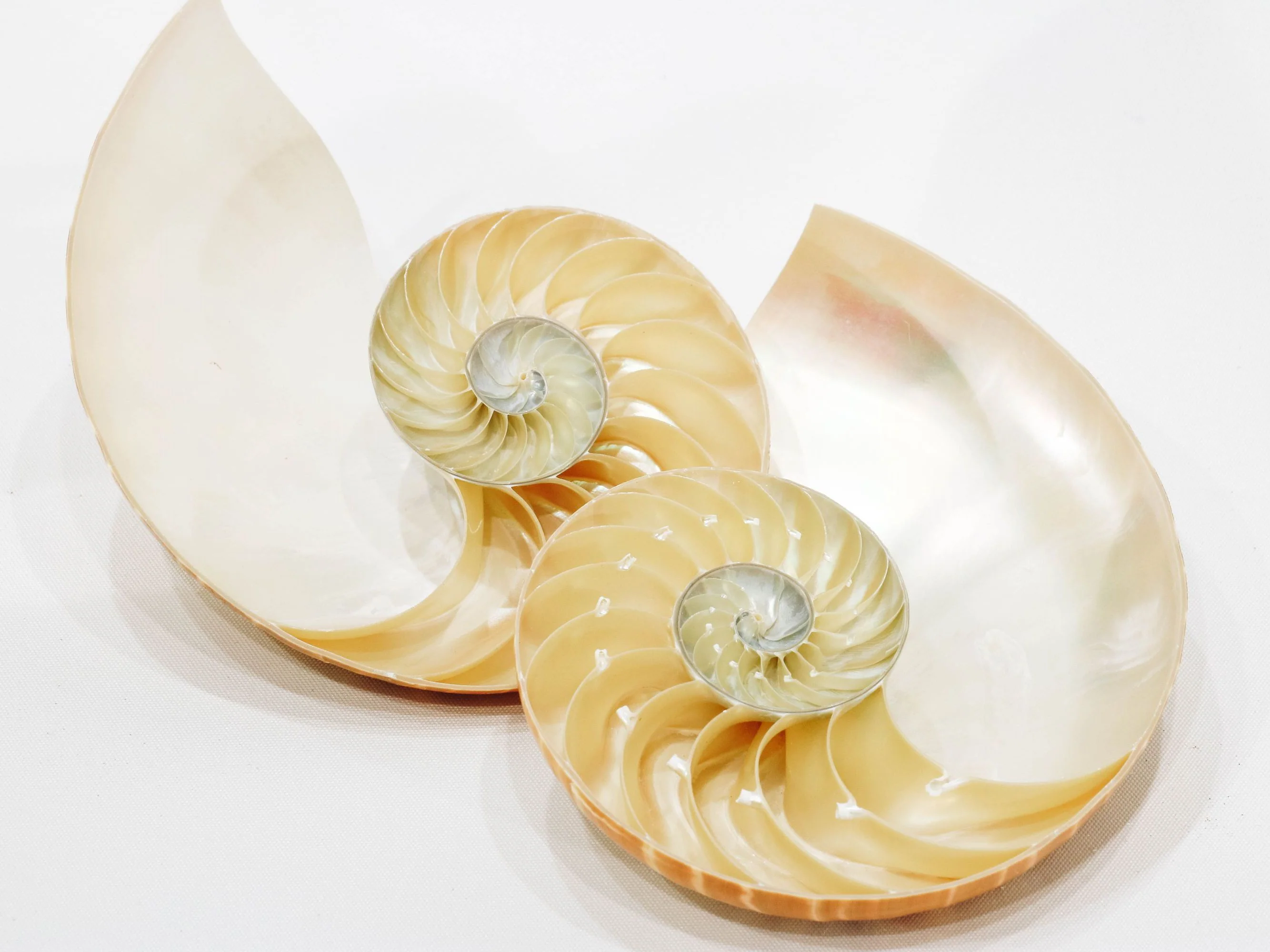 Striped Nautilus Shell Half Cut - Set of 2 - Image 3