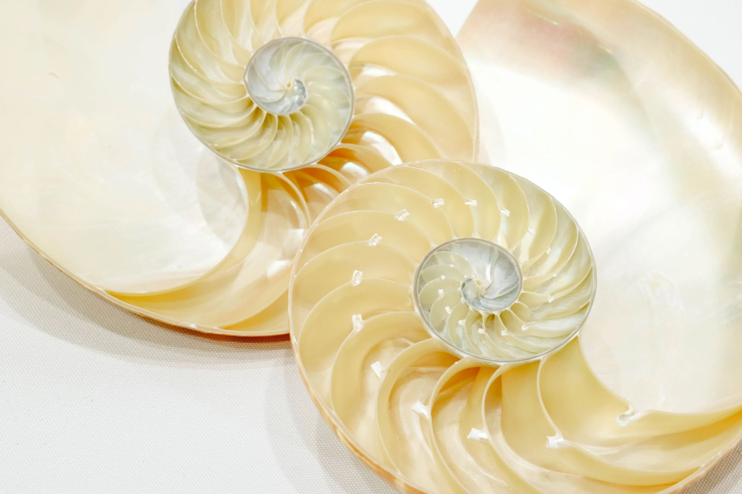 Striped Nautilus Shell Half Cut - Set of 2 - Image 5