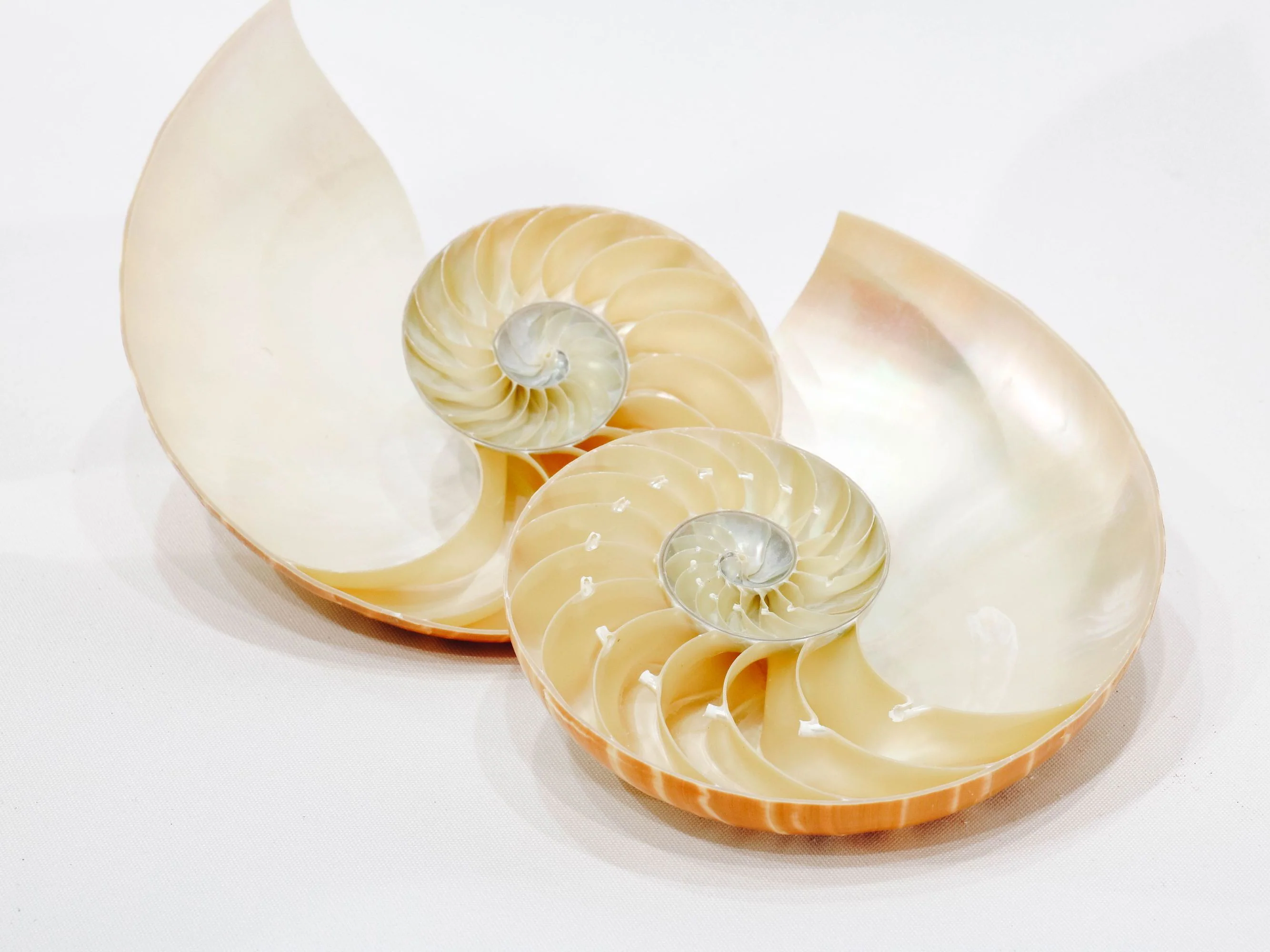 Striped Nautilus Shell Half Cut - Set of 2 - Image 7
