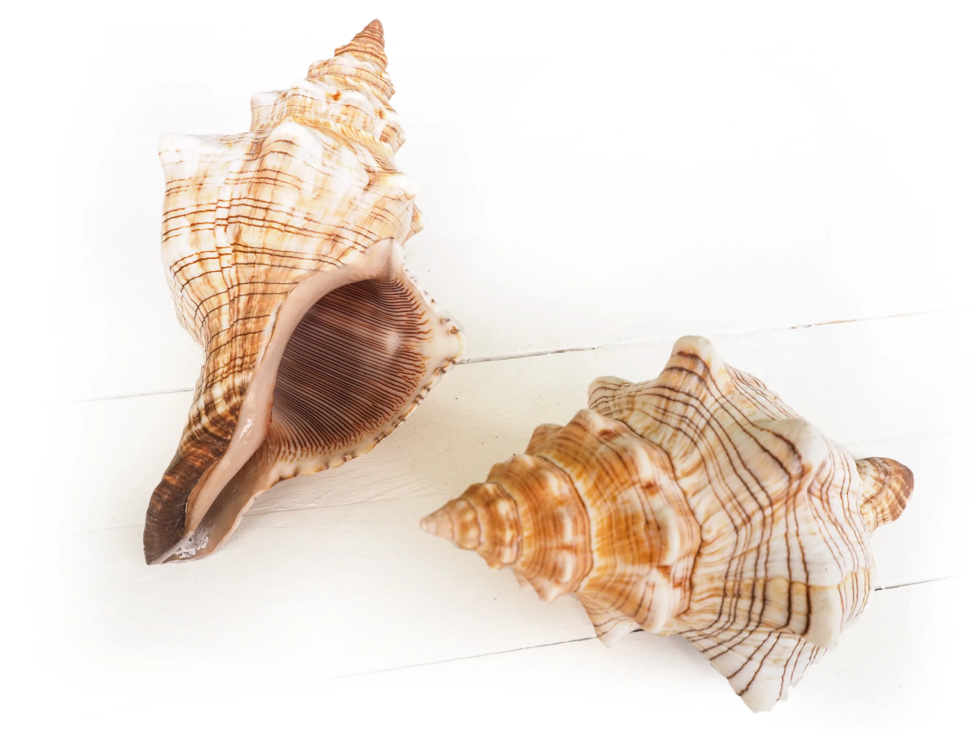 Stripey Beige Trapezium Conch Shell - Image 3