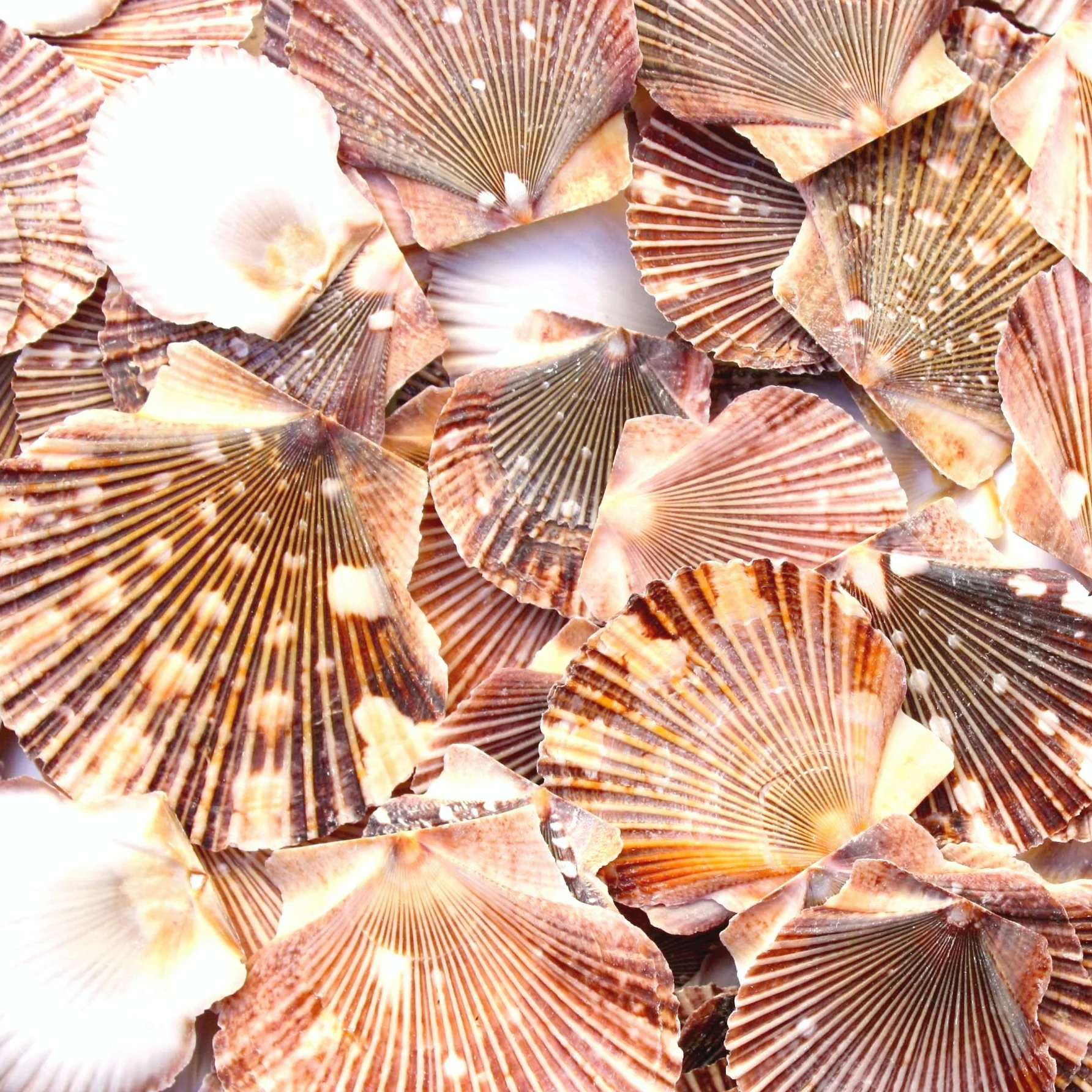 Terracotta Orange Brown Spotty Flat Scallop Shells - 1 Kg - Image 2