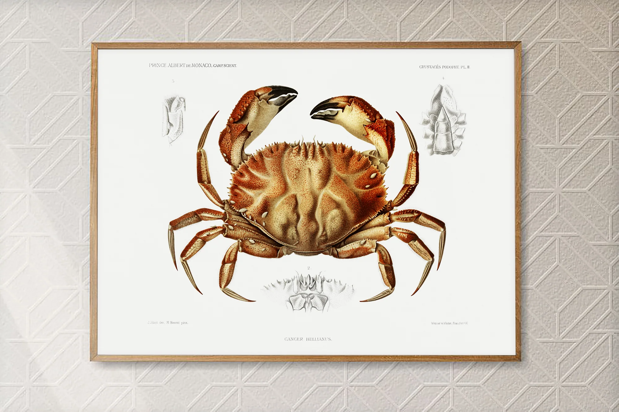 Vintage Wall Art - Dungeness Crab Scientific Illustration