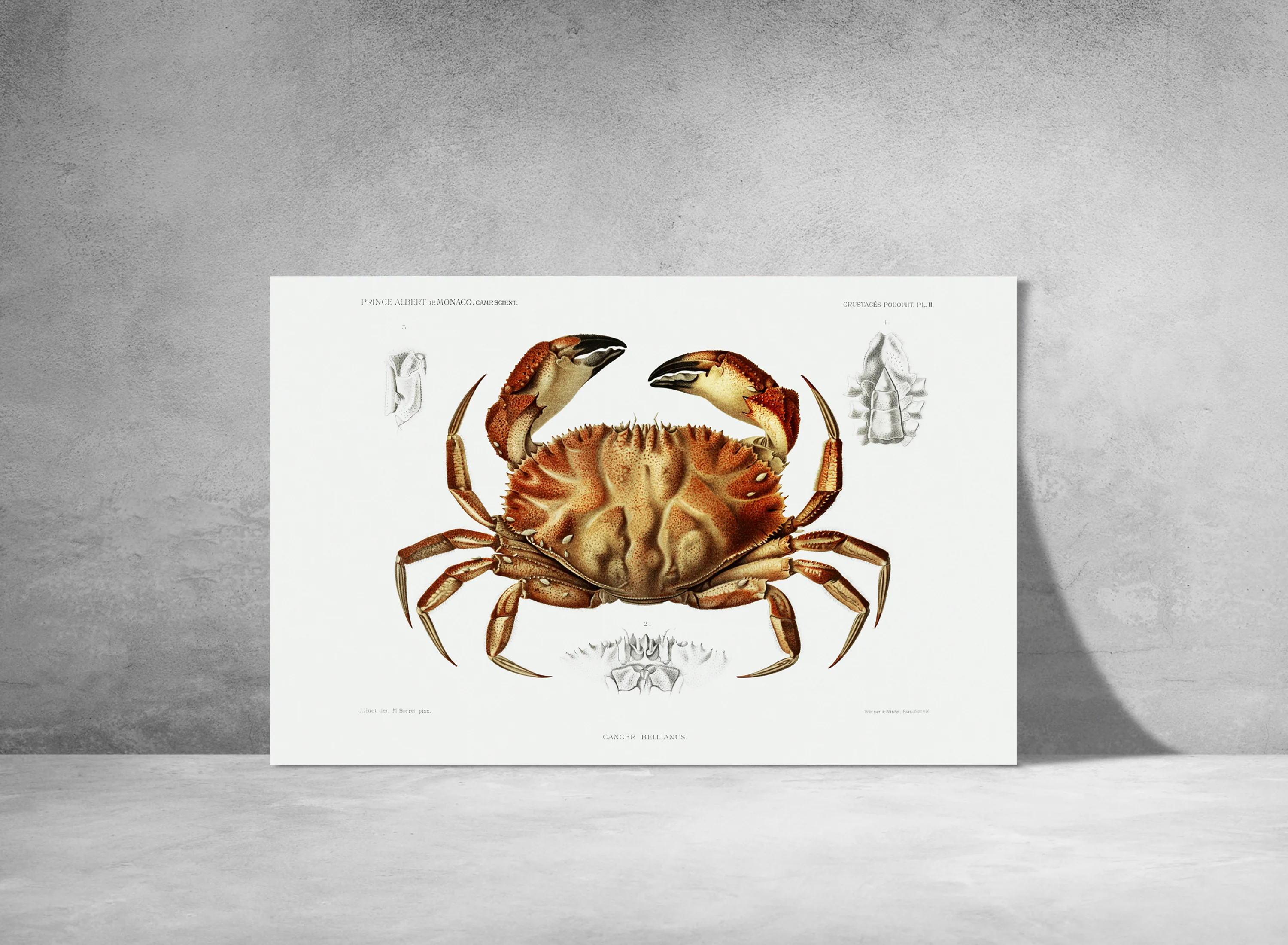 Vintage Wall Art - Dungeness Crab Scientific Illustration - Image 11