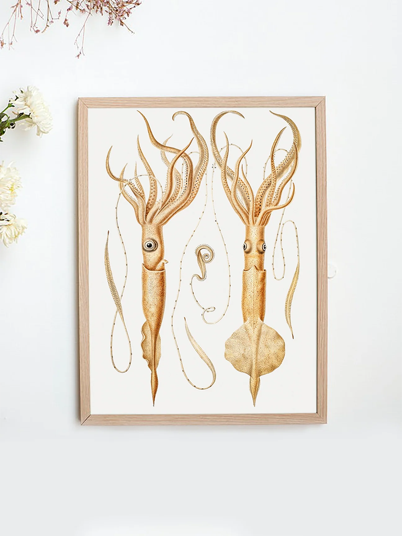 Vintage Wall Art - Genera of Squid Scientific Illustration - Image 2