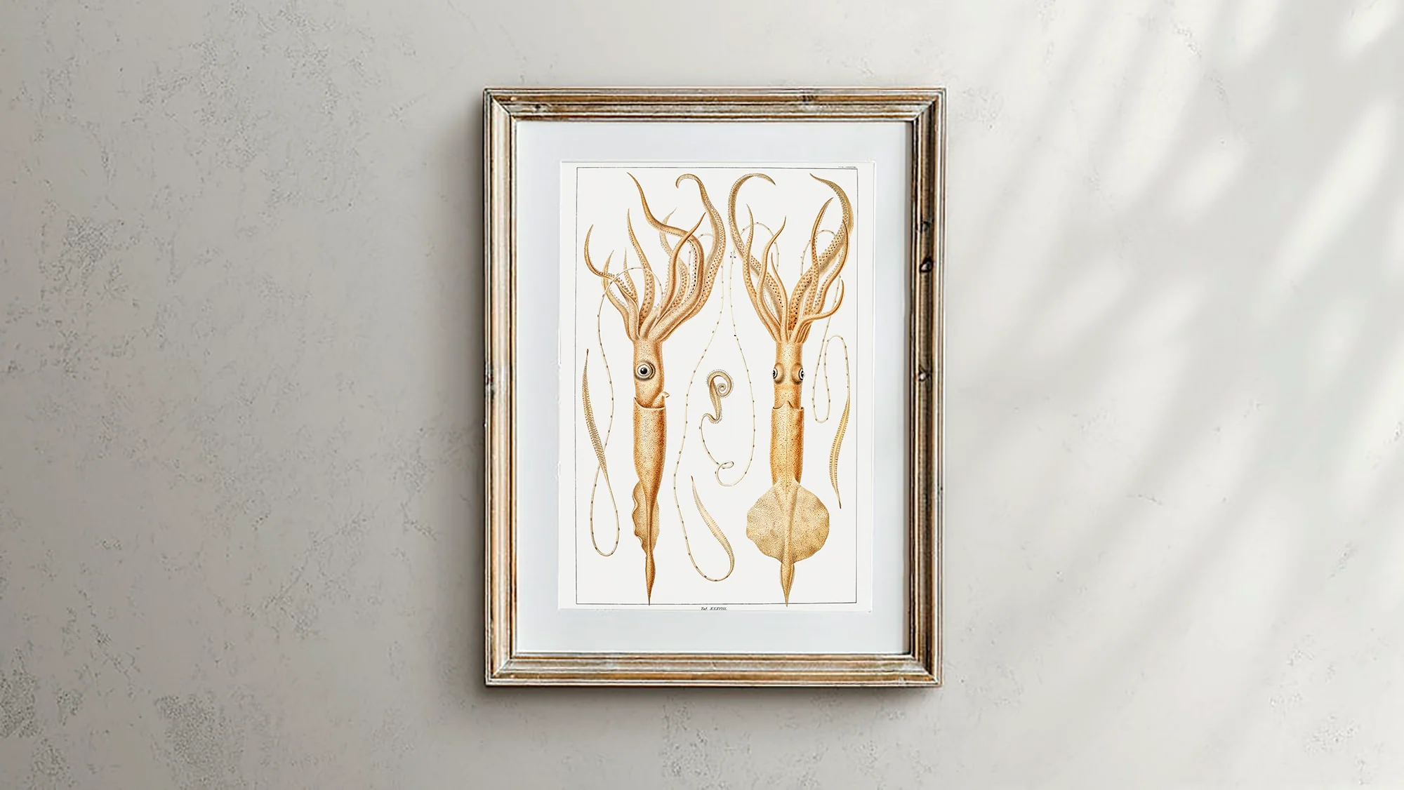 Vintage Wall Art - Genera of Squid Scientific Illustration - Image 3