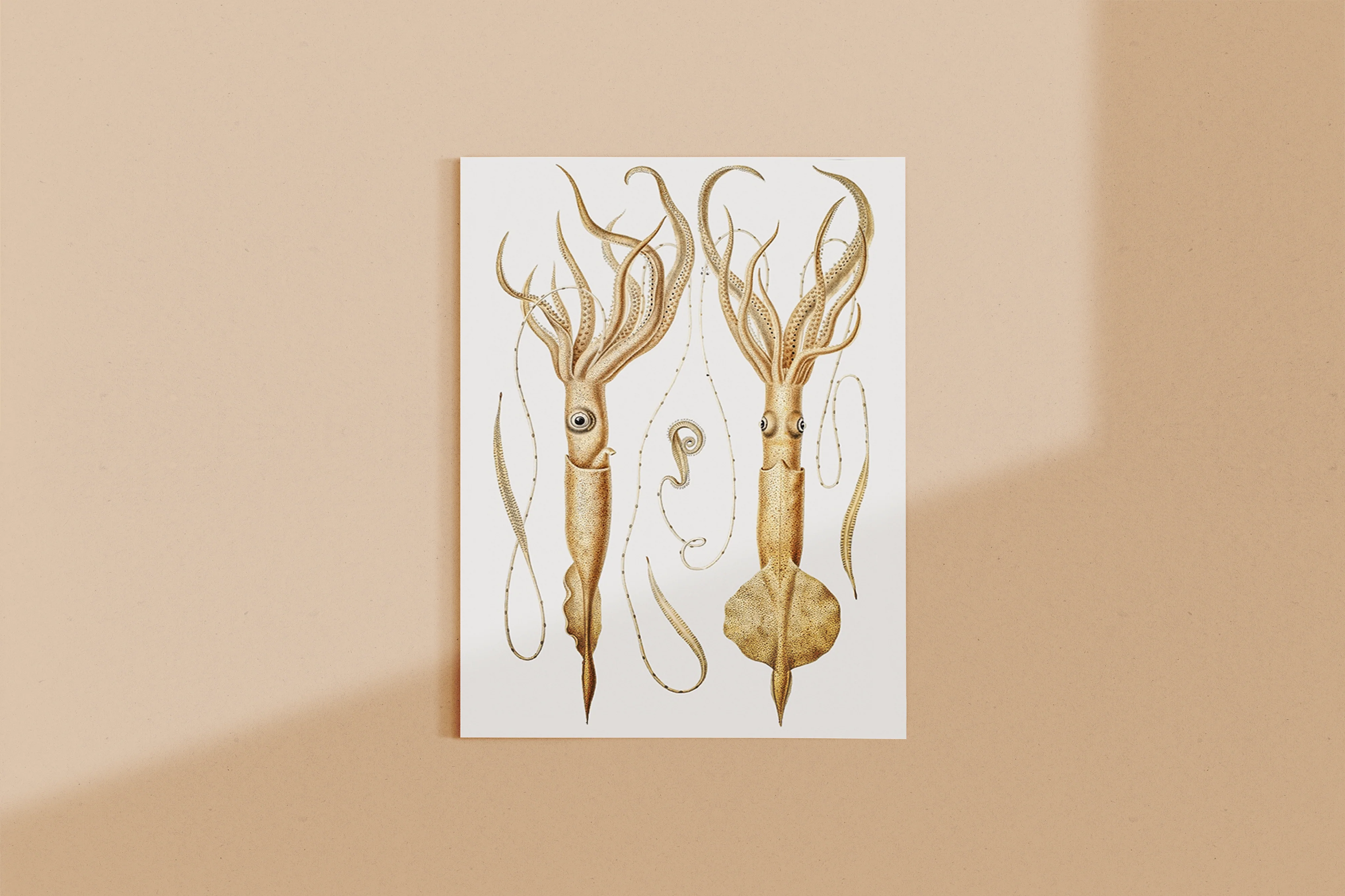 Vintage Wall Art - Genera of Squid Scientific Illustration - Image 7