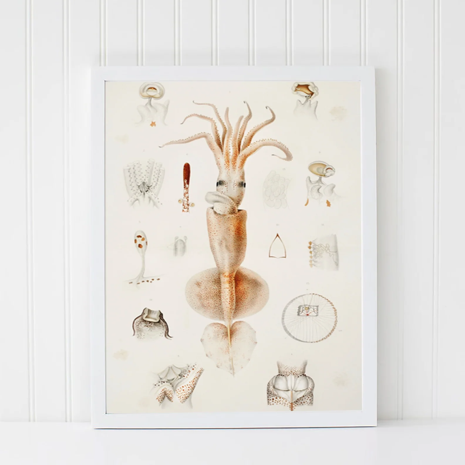 Vintage Wall Art - Grimaldi Scaled Squid Scientific Illustration - Image 11
