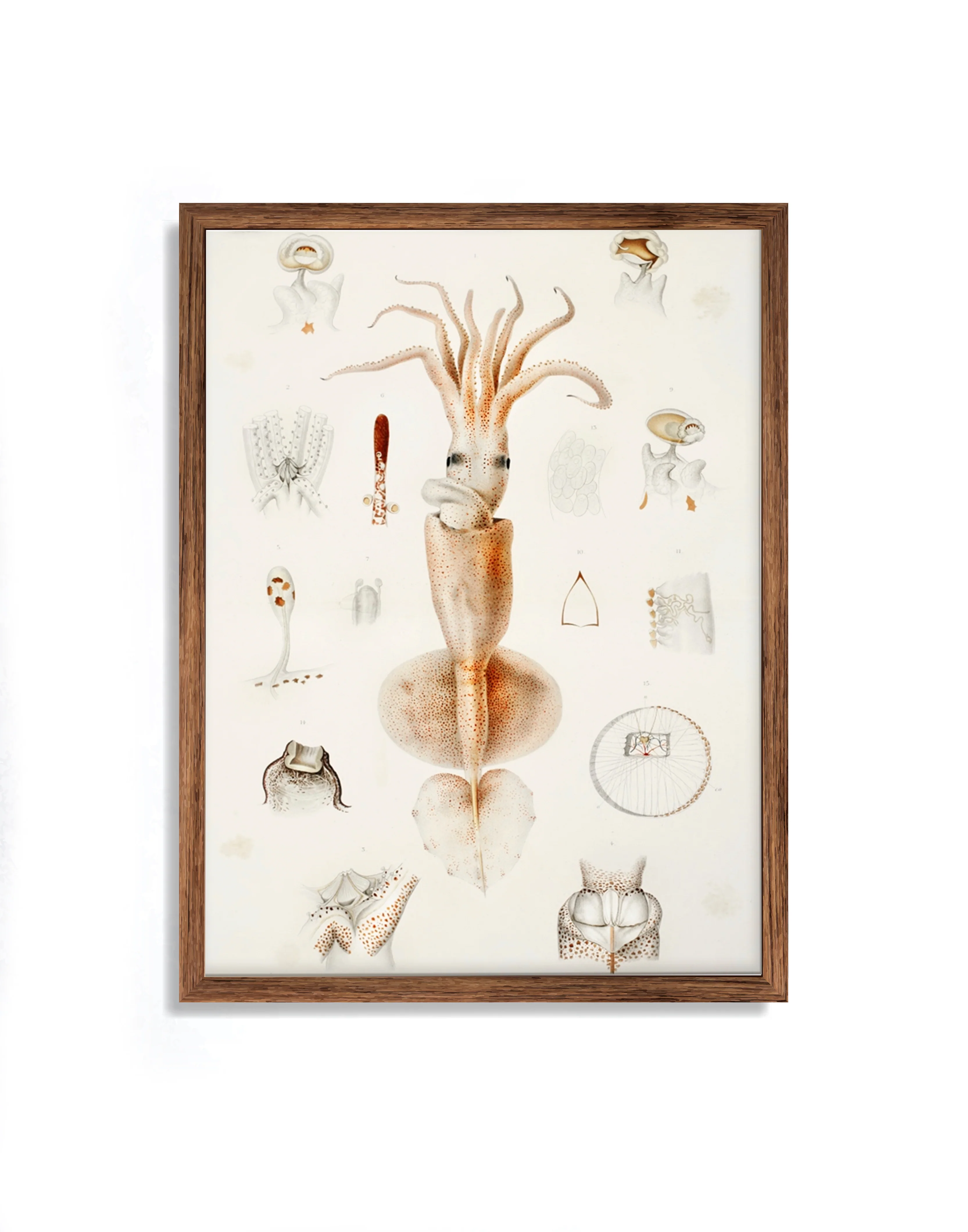 Vintage Wall Art - Grimaldi Scaled Squid Scientific Illustration - Image 5