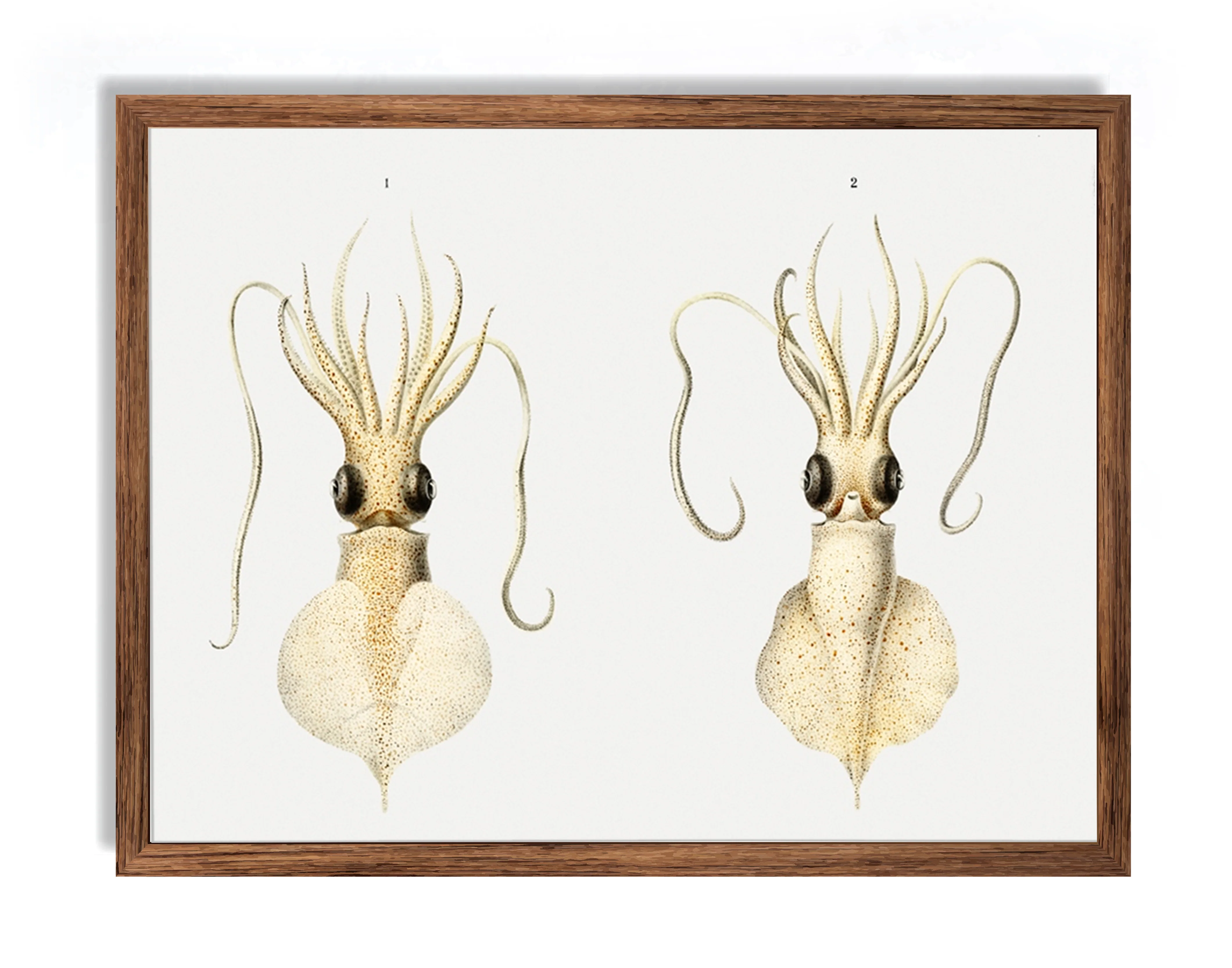 Vintage Wall Art - Love Heart Squid Scientific Illustration - Image 4