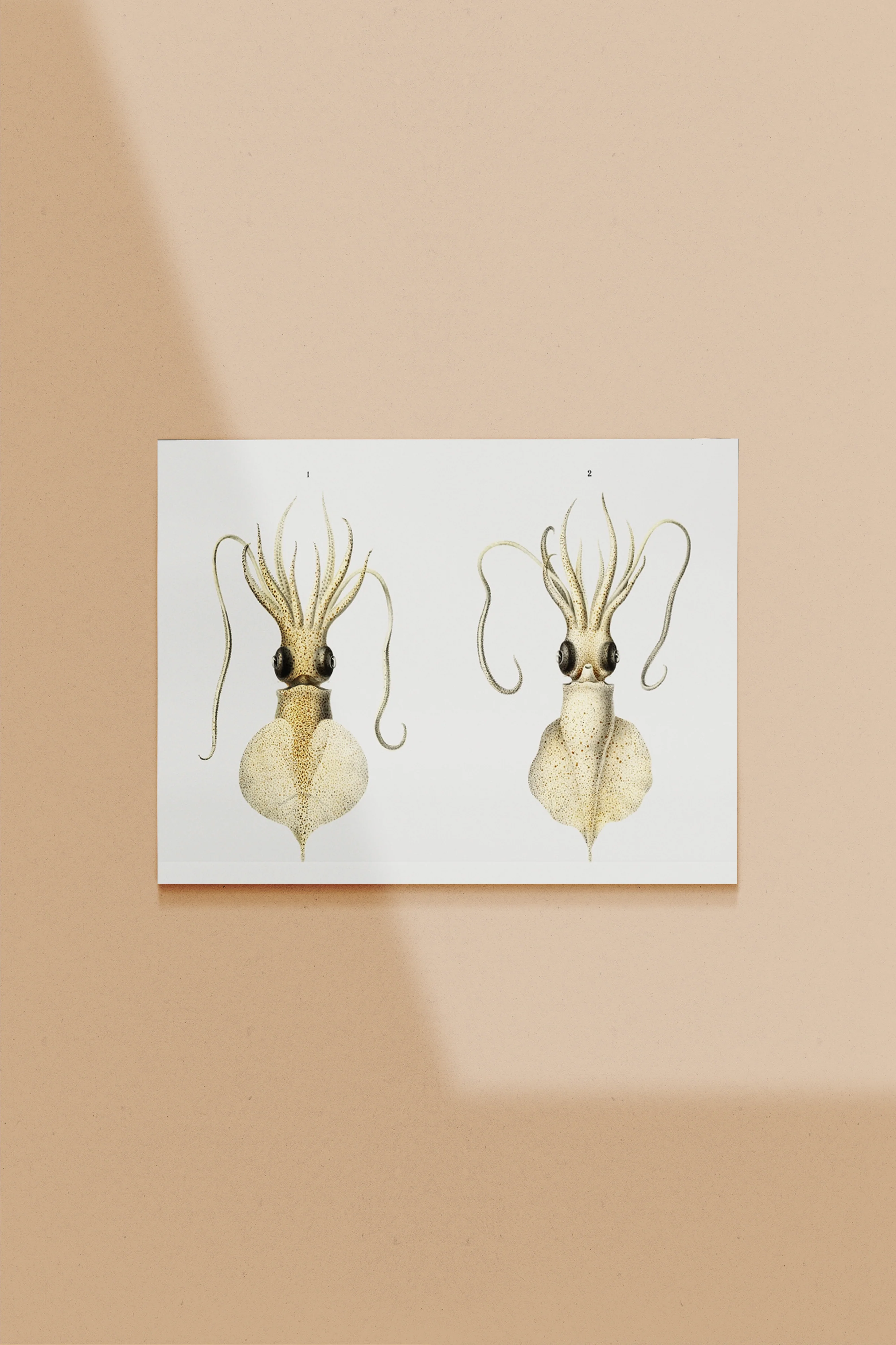 Vintage Wall Art - Love Heart Squid Scientific Illustration - Image 7