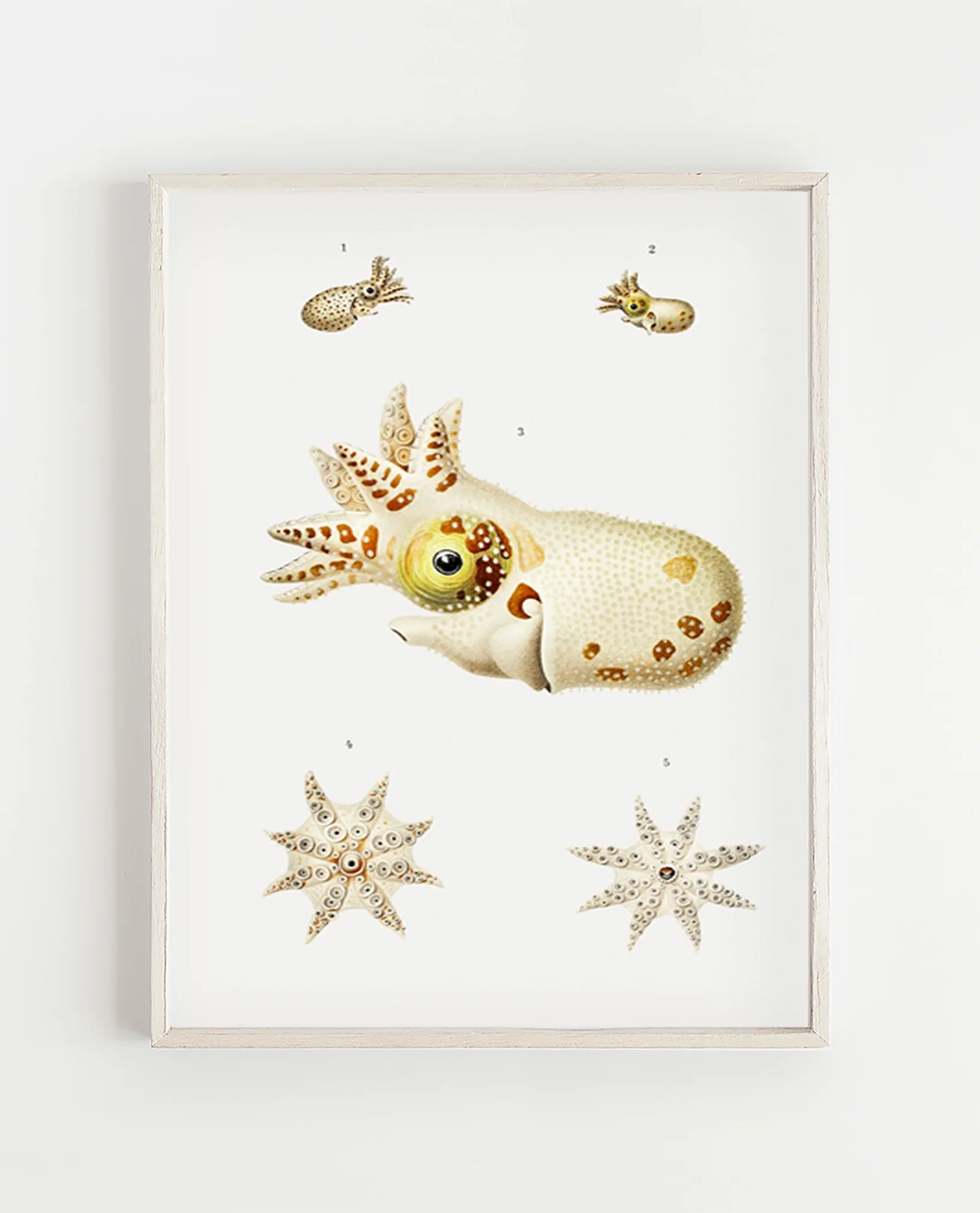 Vintage Wall Art - Marine Life Varieties Scientific Illustration - Image 10