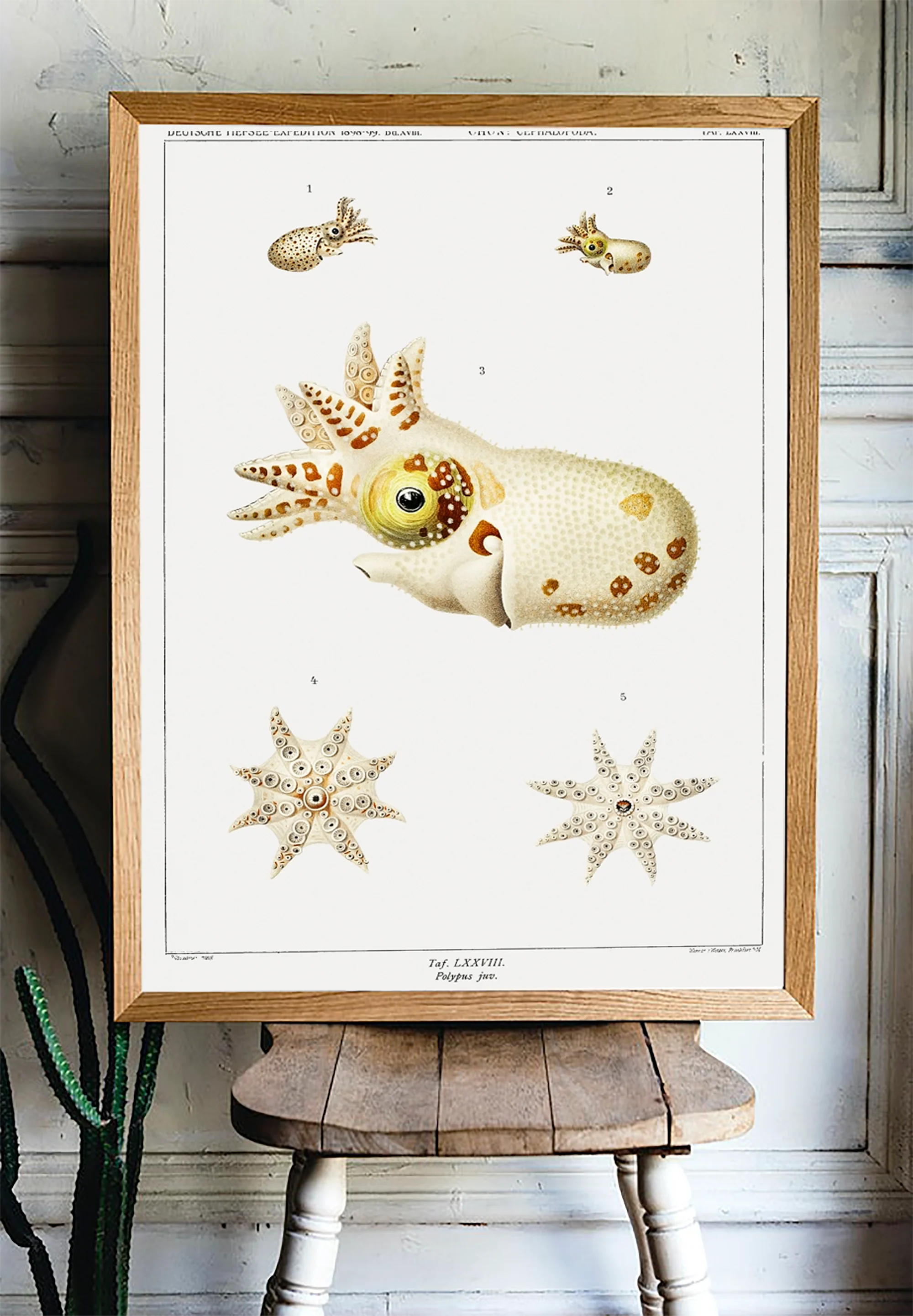 Vintage Wall Art - Marine Life Varieties Scientific Illustration - Image 11
