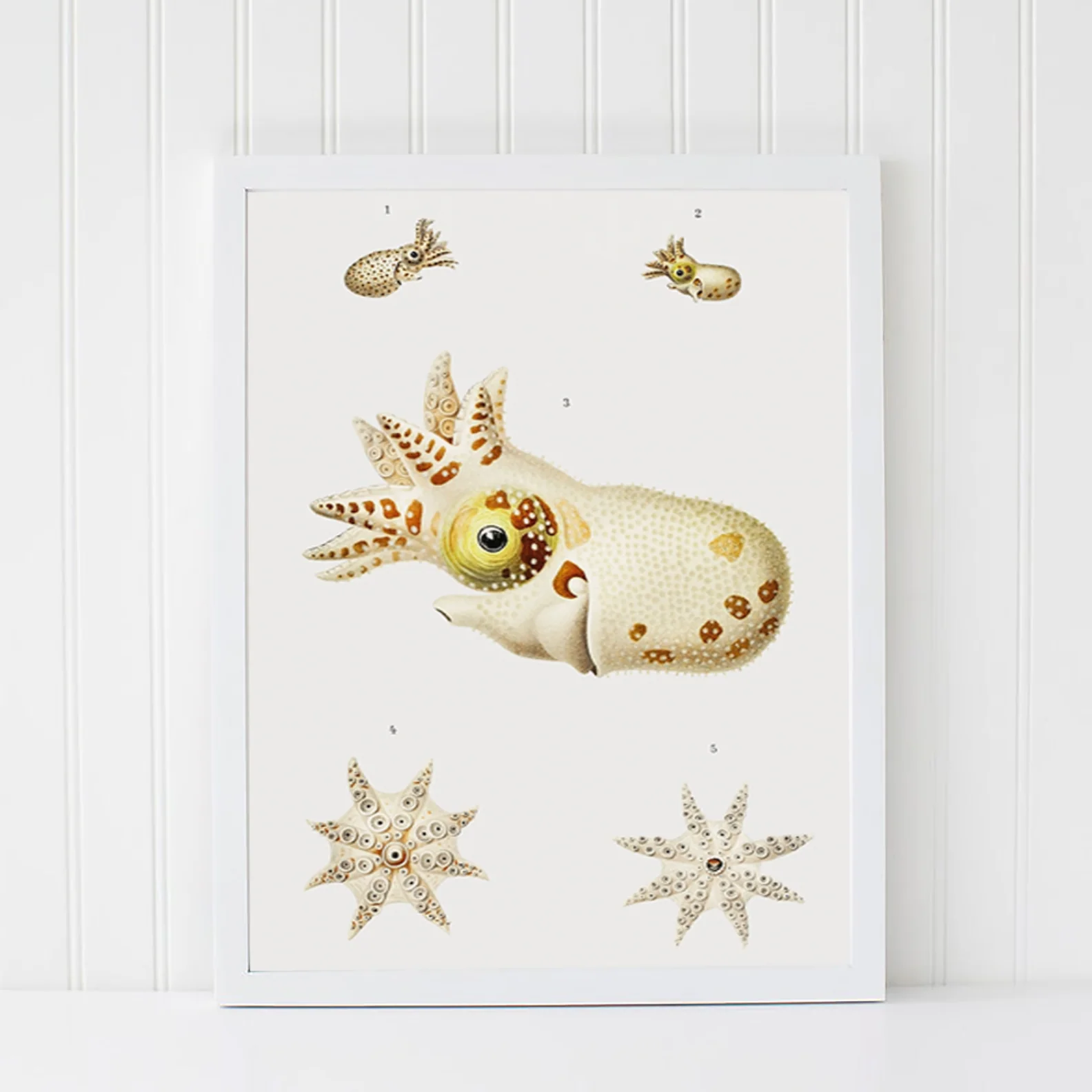 Vintage Wall Art - Marine Life Varieties Scientific Illustration - Image 12