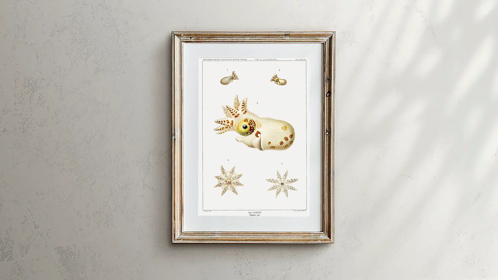 Vintage Wall Art - Marine Life Varieties Scientific Illustration - Image 3