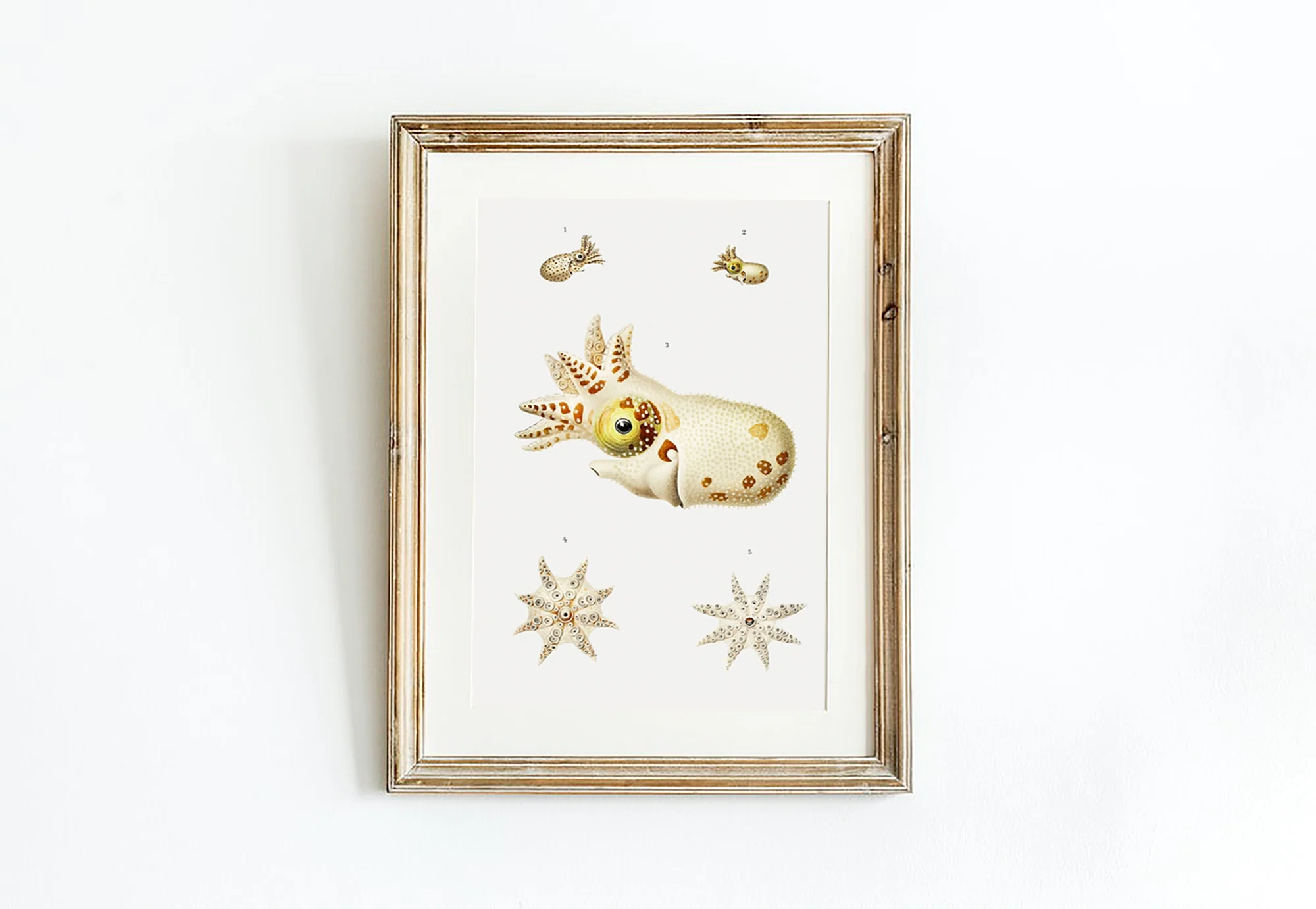 Vintage Wall Art - Marine Life Varieties Scientific Illustration - Image 4