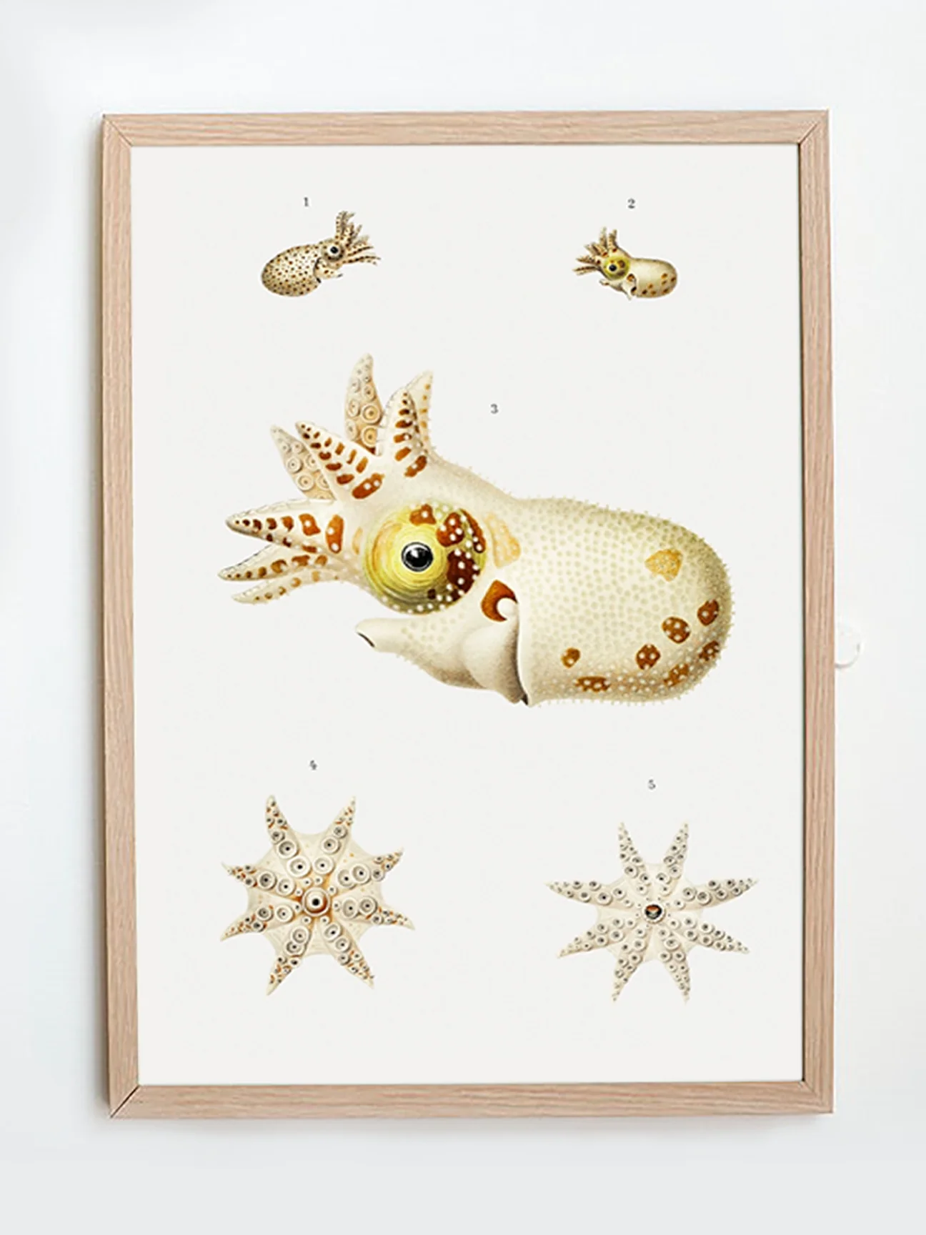 Vintage Wall Art - Marine Life Varieties Scientific Illustration - Image 5