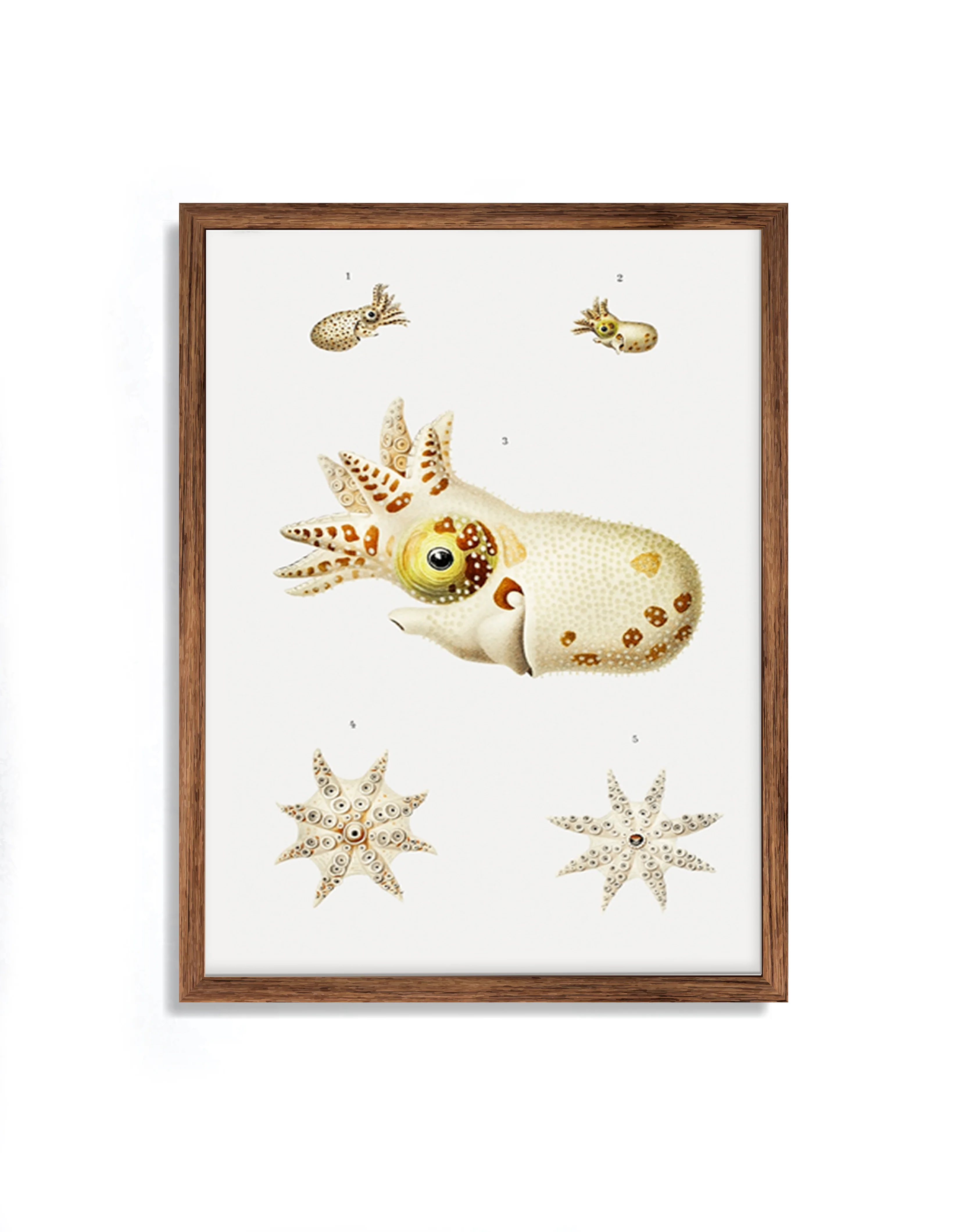 Vintage Wall Art - Marine Life Varieties Scientific Illustration - Image 6