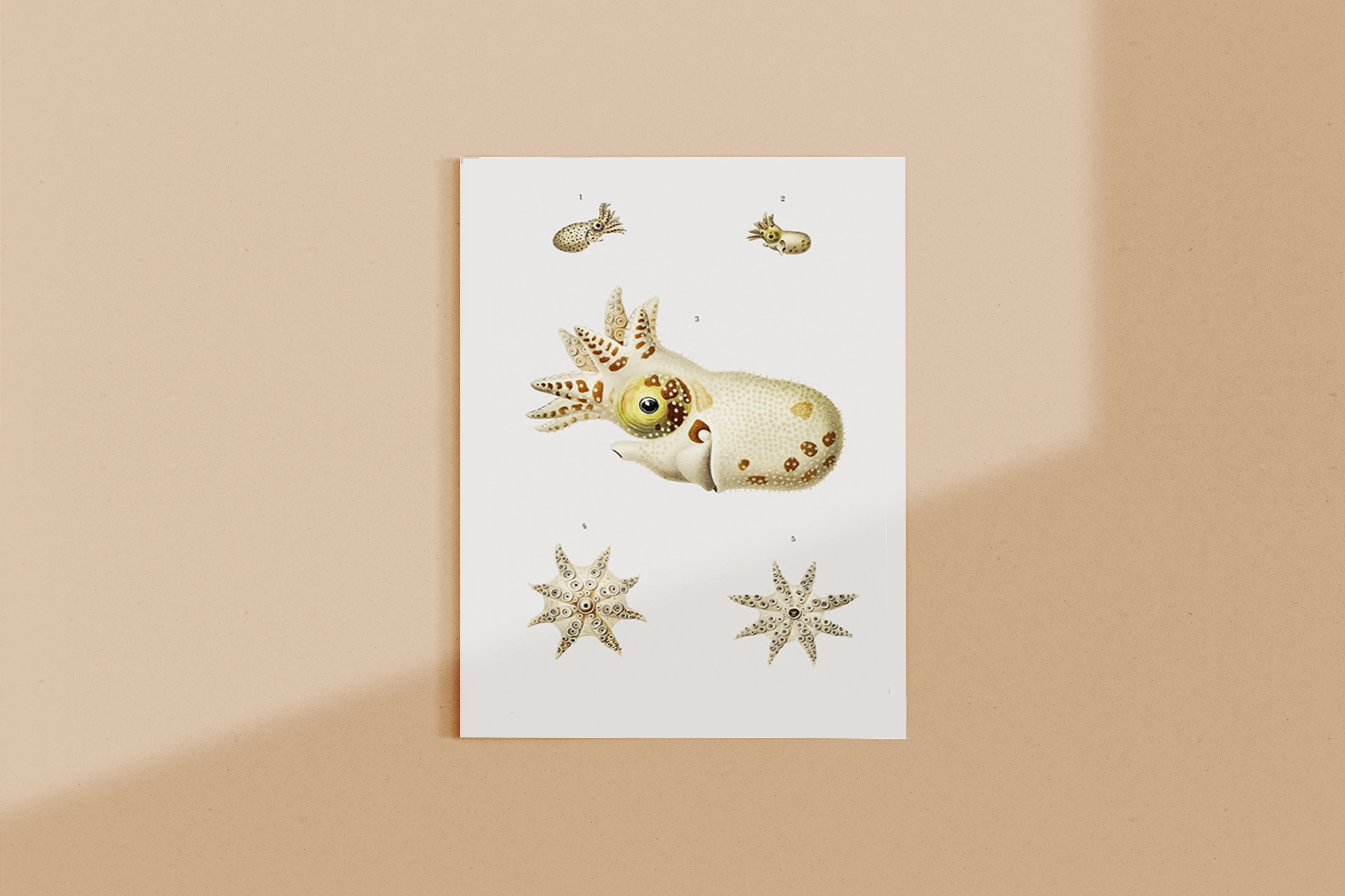 Vintage Wall Art - Marine Life Varieties Scientific Illustration - Image 8