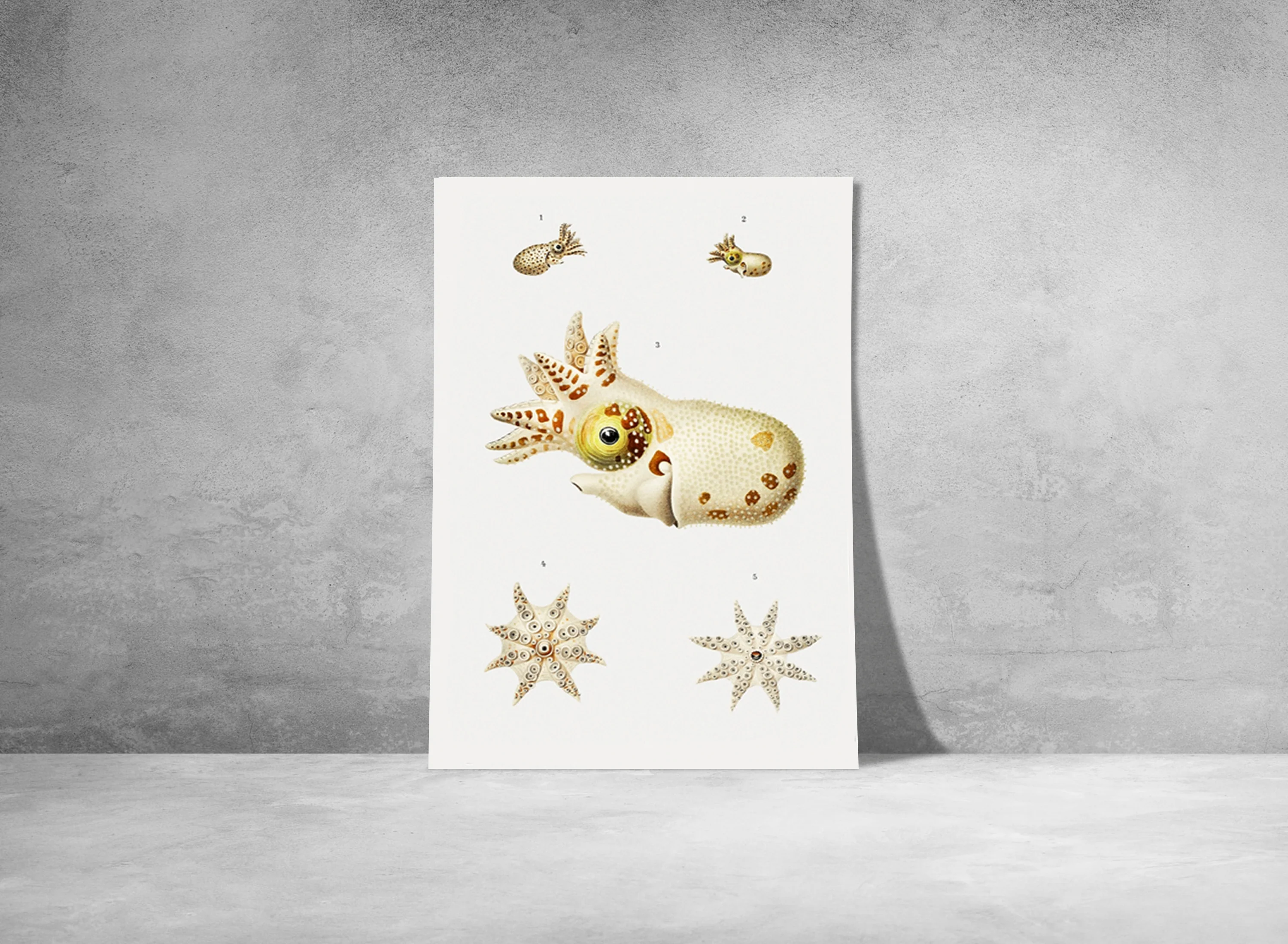Vintage Wall Art - Marine Life Varieties Scientific Illustration - Image 9