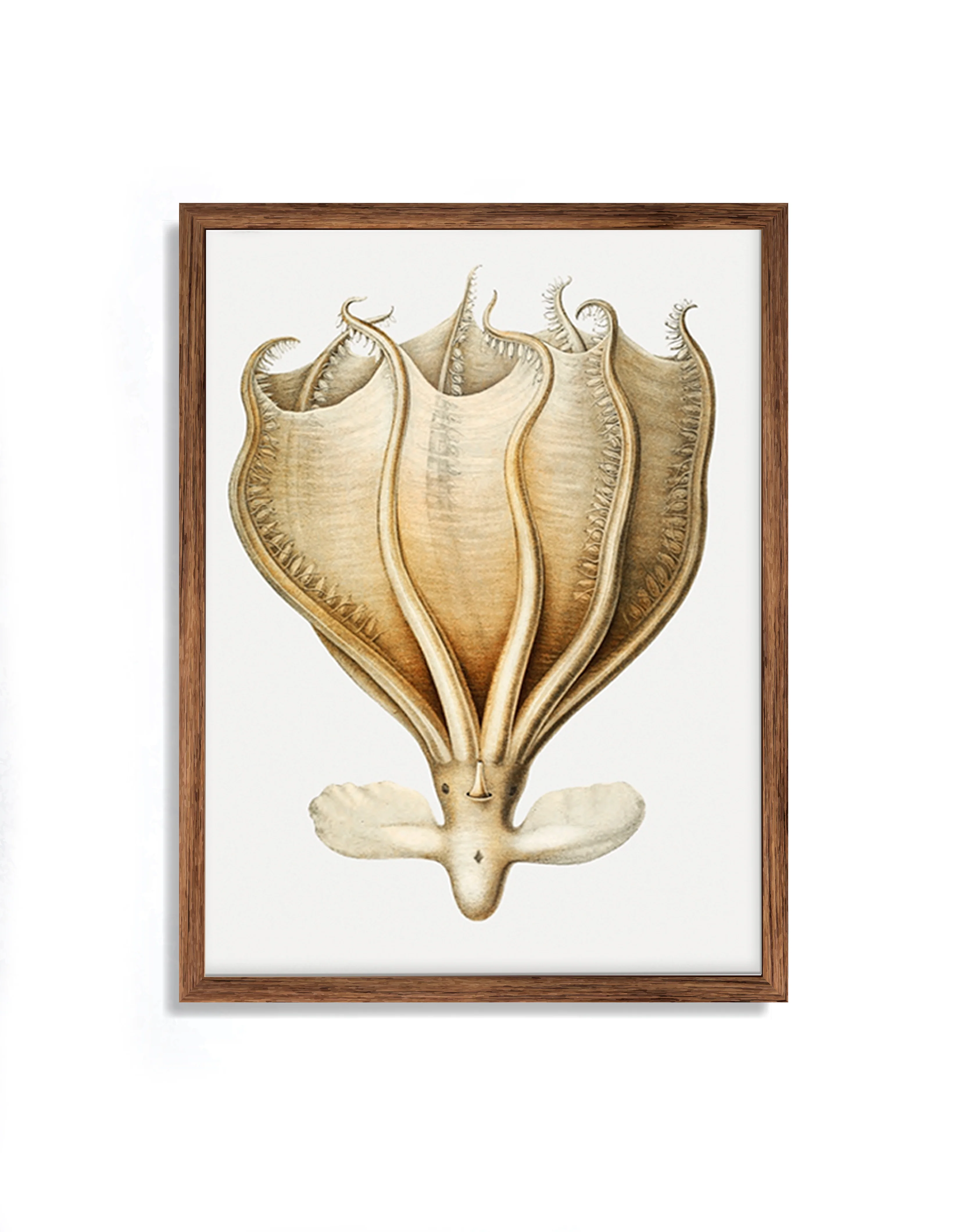 Vintage Wall Art - Murrayi Octopus Scientific Illustration - Image 6