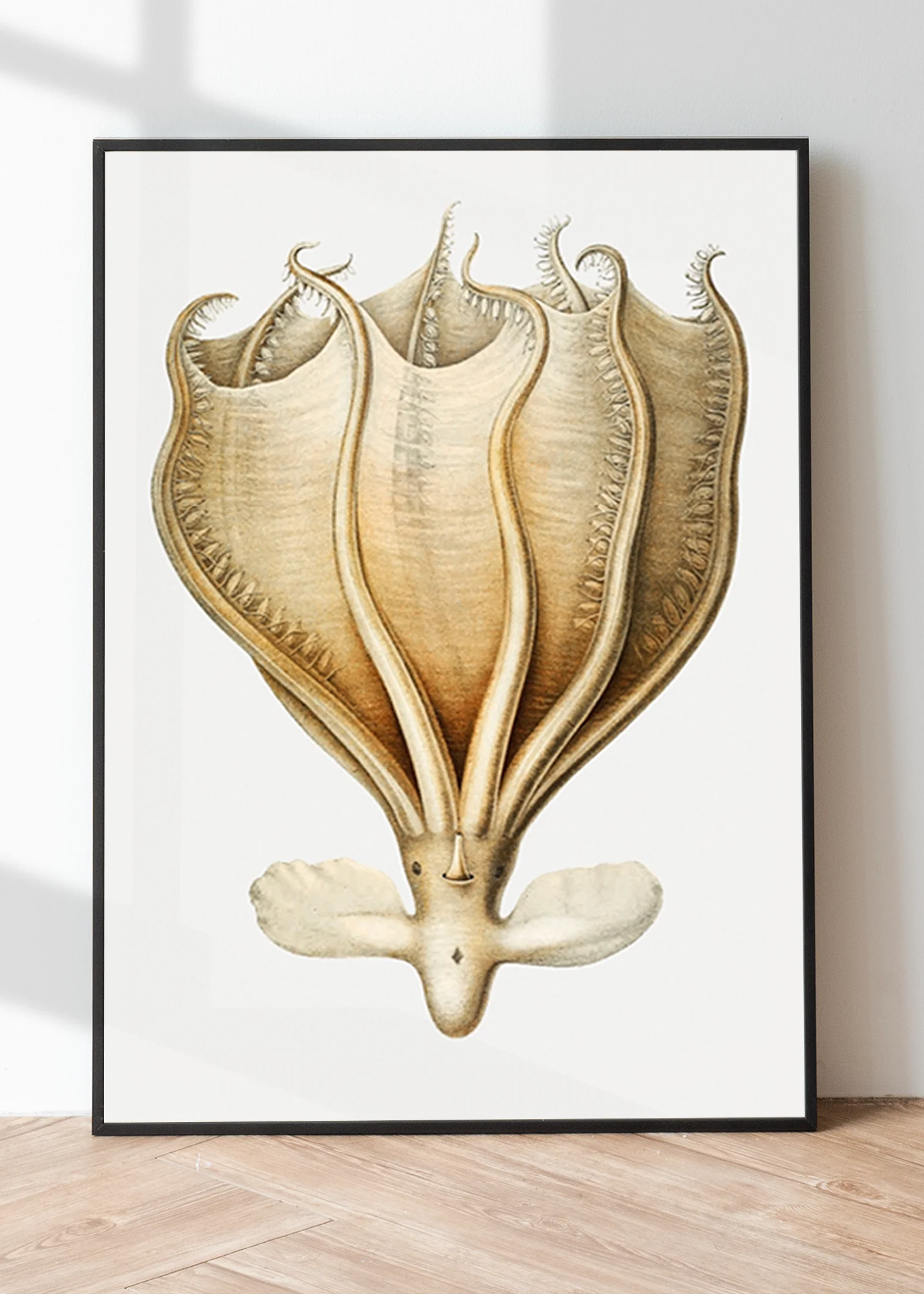 Vintage Wall Art - Murrayi Octopus Scientific Illustration - Image 7