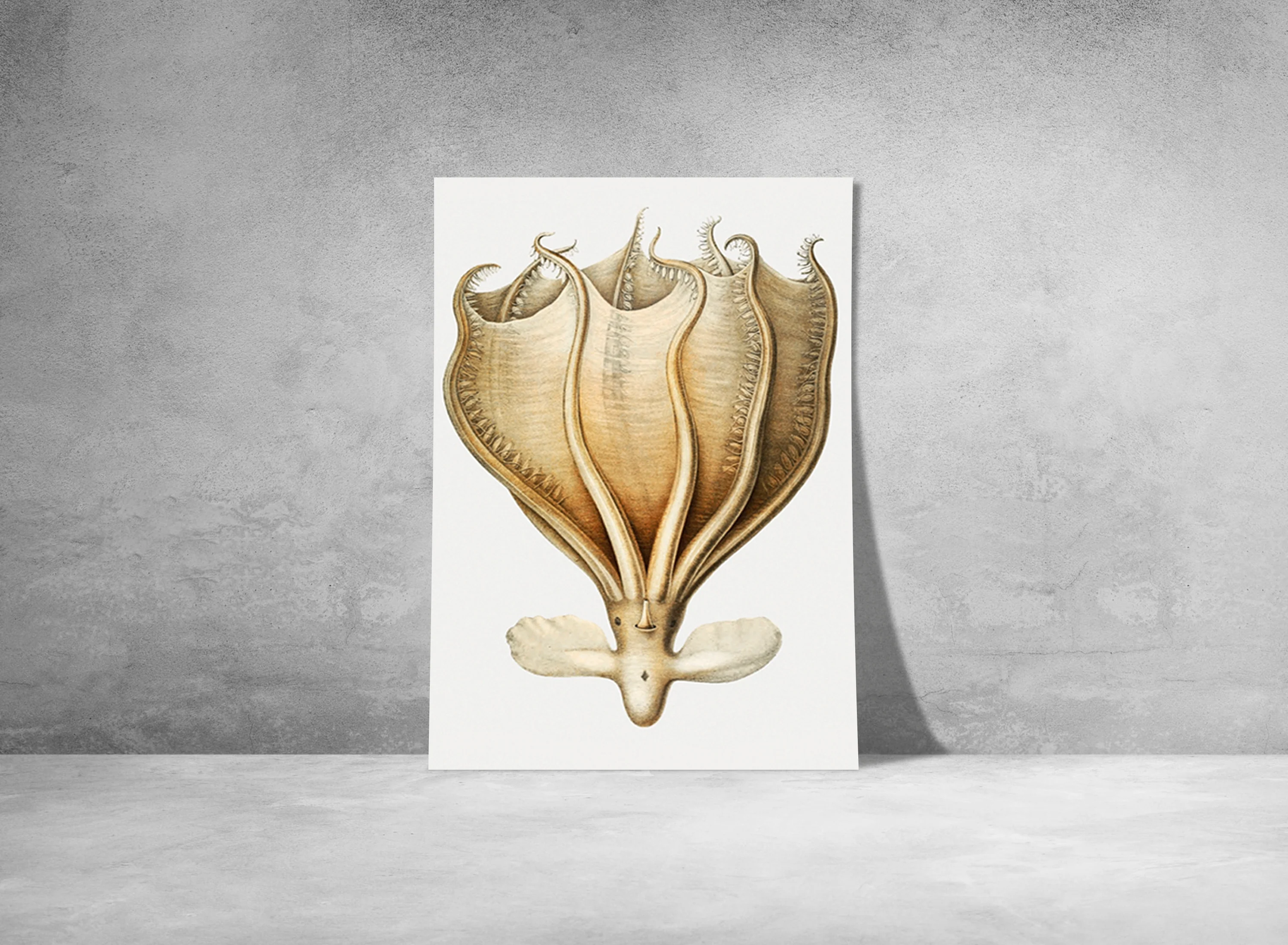 Vintage Wall Art - Murrayi Octopus Scientific Illustration - Image 9