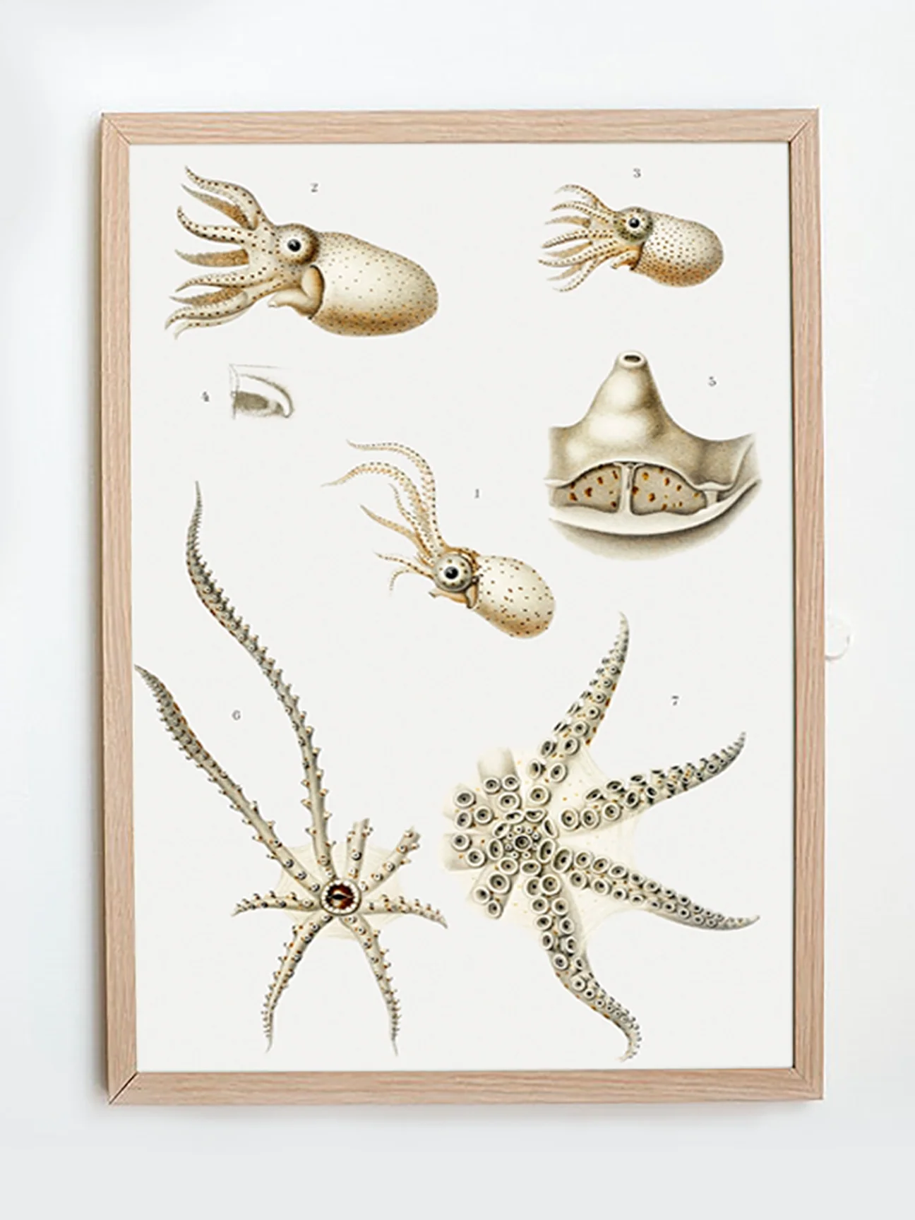Vintage Wall Art - Octopus Varieties Scientific Illustration - Image 5