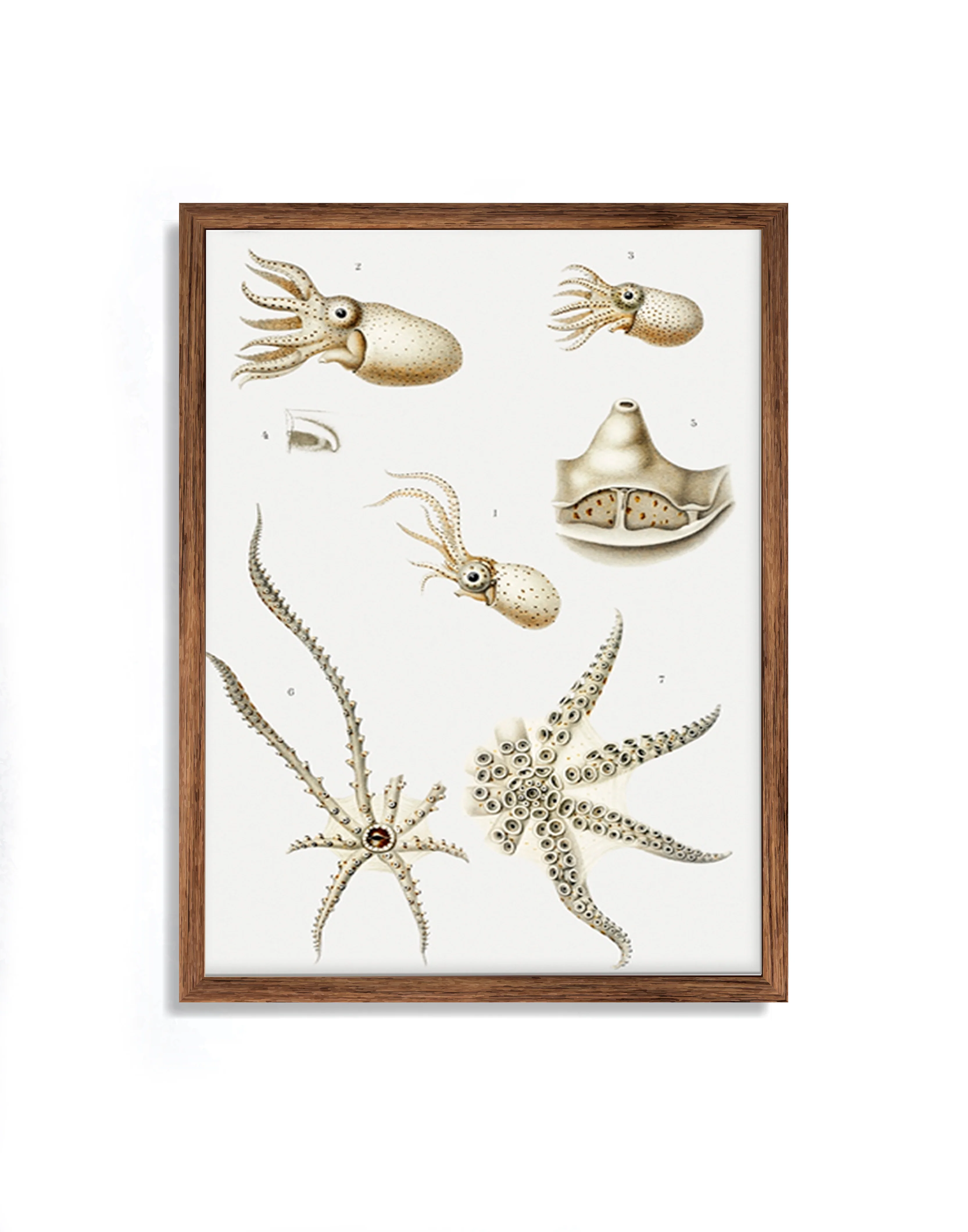 Vintage Wall Art - Octopus Varieties Scientific Illustration - Image 6