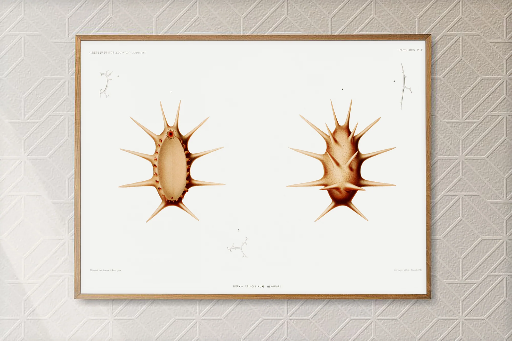 Vintage Wall Art - Sea Cucumber Scientific Illustration
